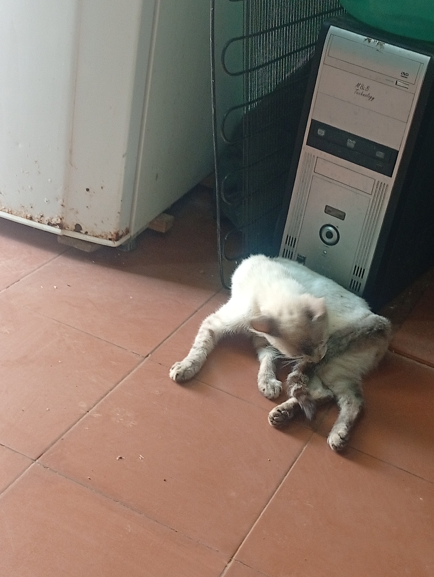 A cat lies on a reddish-brown tiled floor next to a dirty white refrigerator and a gray computer tower. The cat is light-colored with darker markings, especially on its tail and paws. It is lying on its side and appears to be grooming itself. The refrigerator shows signs of rust and age, and the computer tower has "M&B Technology" printed on it. The image was taken in Altagracia, Venezuela.