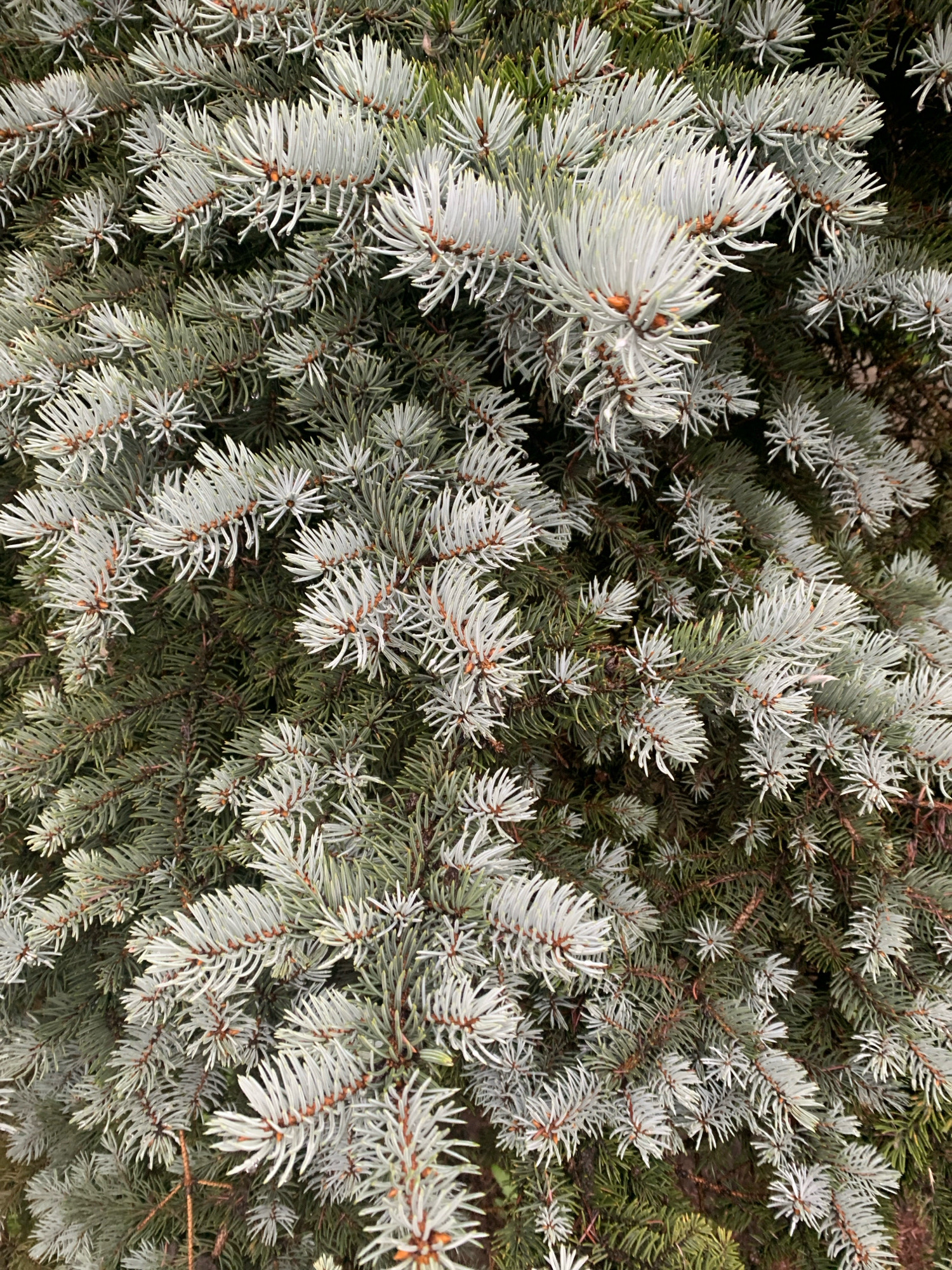 The image is a close-up, full-frame shot of the branches and needles of a blue spruce tree. The needles are a mix of green and silvery-blue, with some appearing frosted or dusty. The branches are dense and overlap, creating a textured pattern. There are no people or animals visible in the image. The lighting is natural and diffused, suggesting an overcast day. The scene is characteristic of the natural vegetation found in the city of Arkhangelsk, Russia, where such conifer trees are common in parks and gardens.