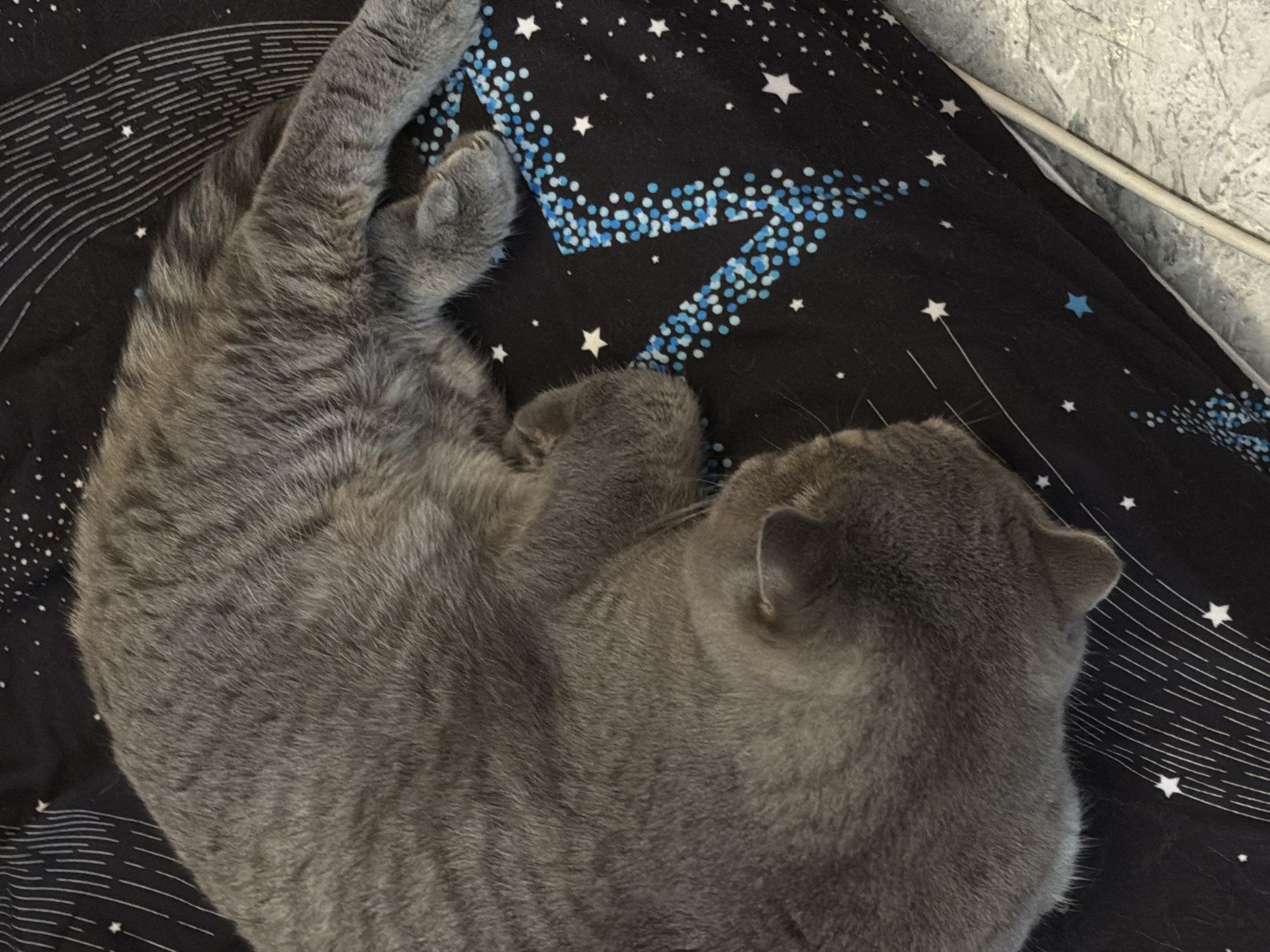 A fluffy grey cat is seen sleeping or resting comfortably on a dark, celestial-themed blanket. The cat is curled up, with its back and side prominently displayed, its head turned away from the viewer. Its fur is short and dense. The blanket features a black background patterned with numerous white stars of various sizes and clusters of small blue dots, along with fine white lines that suggest cosmic elements or star trails. In the upper right portion of the image, a grey, textured wall or surface is visible, along with a straight white rod or pipe running diagonally. The overall scene conveys a sense of peaceful domesticity. There is no visible text. The image provides no specific visual cues regarding the time of day, weather, or its exact location, though it is contextualized as Perm, Russia.