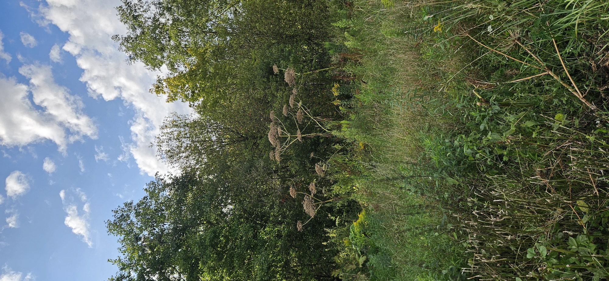 An eye-level medium shot captures a dense, overgrown field of green vegetation under a partly cloudy blue sky. The foreground is dominated by tall, dry grasses and various green plants. In the midground, the distinctive, dried seed heads of what appear to be giant hogweed stand out against the lush green foliage of trees in the background. The trees form a dense, dark green backdrop, with some lighter green and yellow foliage visible higher up, suggesting the presence of deciduous trees. The sky above is a vibrant blue with scattered white, puffy clouds. The overall impression is one of wild, untamed nature. This scene is located in the Mazalawski Sel'ski Savet, Belarus.