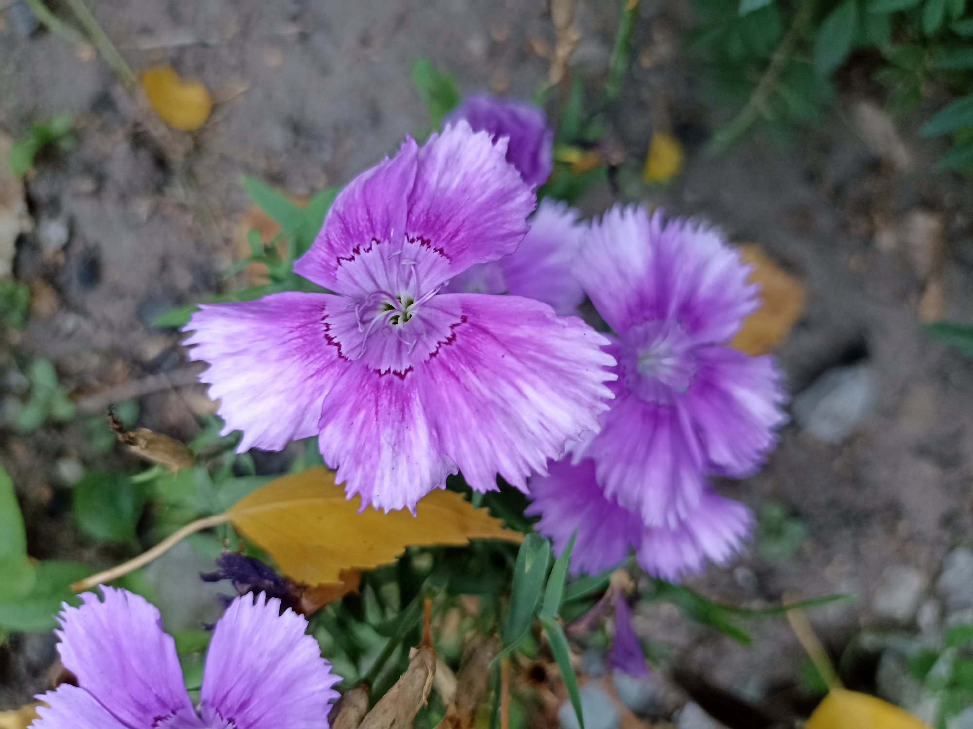 A close-up, high-angle shot captures a cluster of vibrant purple flowers with fringed petals. The central flower, prominently featured, displays a delicate pattern of darker purple along the edges of its petals, with a light green center. To its right, another similarly colored flower is partially visible, and a third, less distinct flower is in the background. The flowers are nestled amongst green foliage, with fallen yellow leaves scattered around them. The ground appears to be a mixture of soil and small stones. The lighting suggests an outdoor setting, likely during the day. The focus is sharp on the flowers, with the background softly blurred.