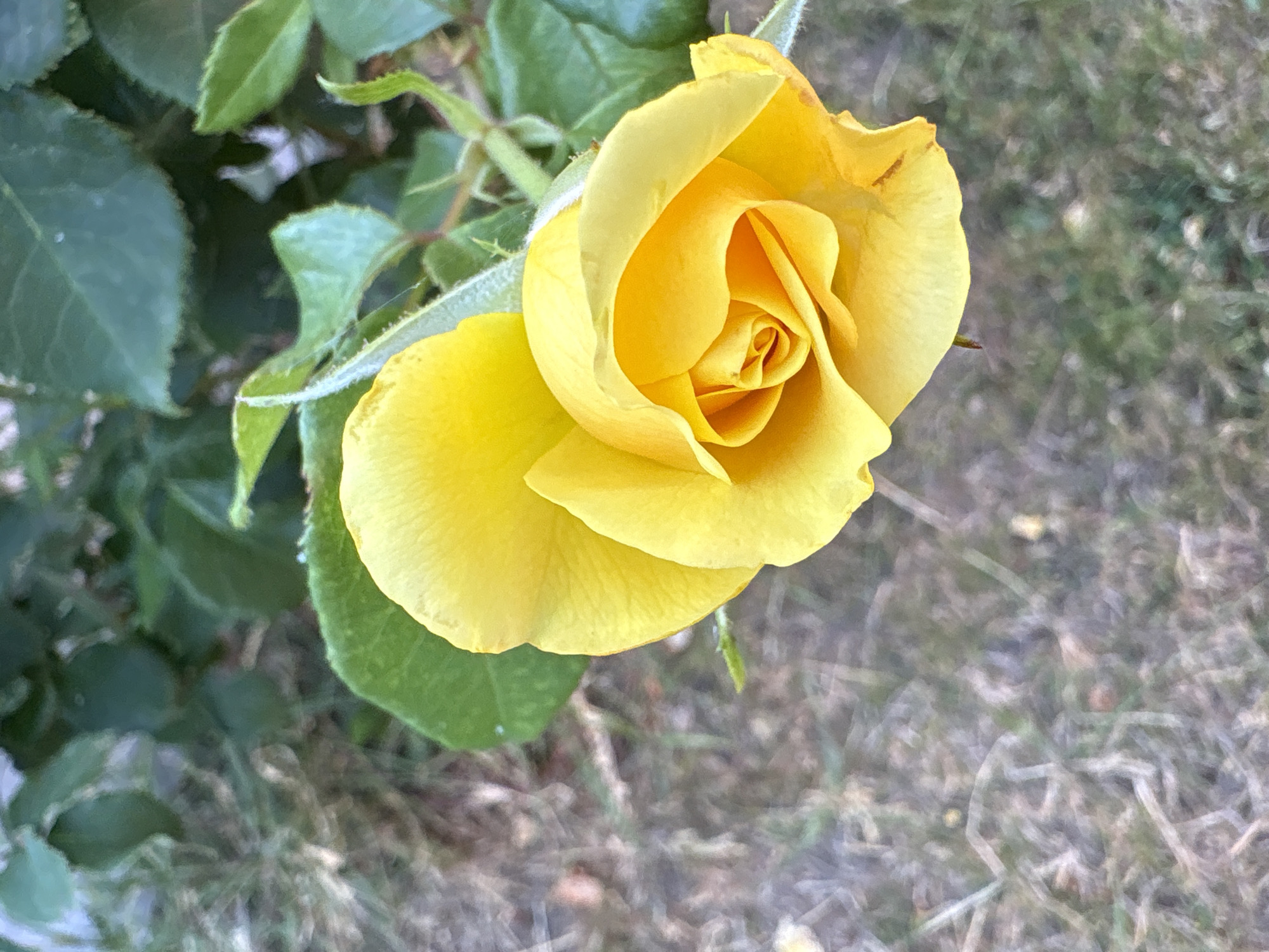 The image is a close-up, top-down view of a single, vibrant yellow rosebud. The rose is partially opened, revealing its tightly spiraled inner petals. The outer petals are smooth and curved, with a slight sheen. The rose is set against a blurred background of green foliage and dry, brown earth with sparse grass. The lighting suggests it is daytime, with soft, natural light illuminating the flower. There are no people or other objects visible in the frame. The image does not contain any discernible details that would allow for its specific location within Chelmsford, United Kingdom to be identified.