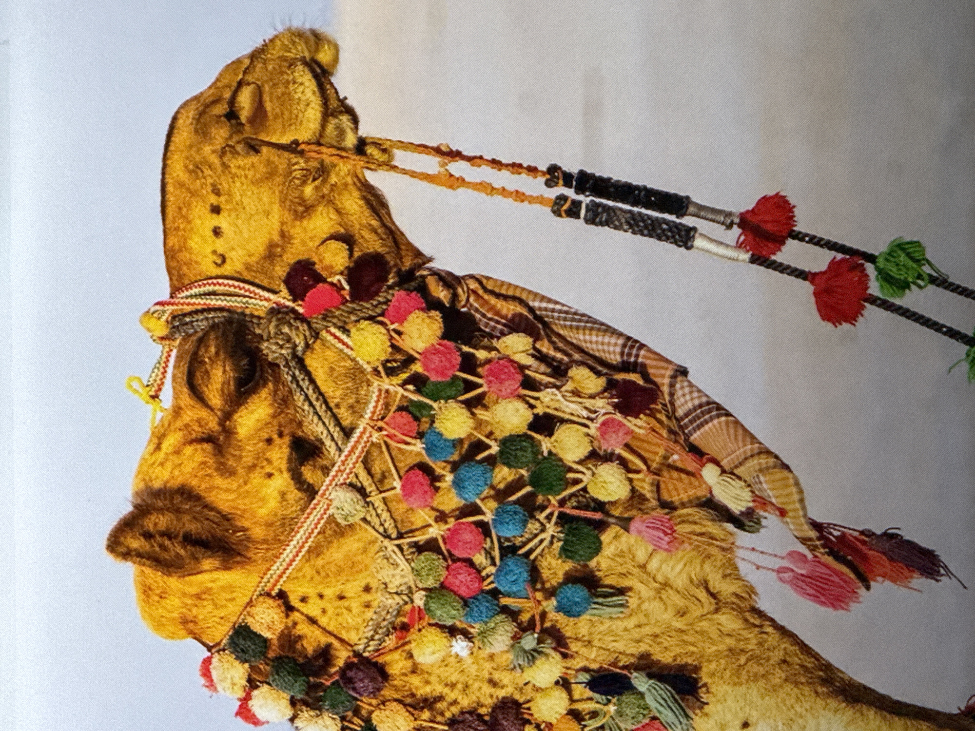 The image shows the head and neck of a camel adorned with colorful tassels and decorations. The camel's fur is a golden brown color. It is wearing a decorative bridle and headpiece made of woven fabric and rope, adorned with numerous small, colorful pom-poms in shades of red, yellow, blue, green, and white. There are also larger tassels hanging from the headpiece, including pink and red ones. A checkered fabric, possibly a scarf or blanket, is draped around the camel's neck and back. Two braided ropes with black, bead-like decorations hang down from the side of the camel's head, also adorned with red and green tassels. The background is a soft, pale color, suggesting an outdoor environment, possibly a desert or a sandy area, with a bright sky above. There are no people visible in the image. The image is a close-up shot, focusing on the camel's head and upper neck. There is no information in the image that suggests a location in Saratov, Russia.