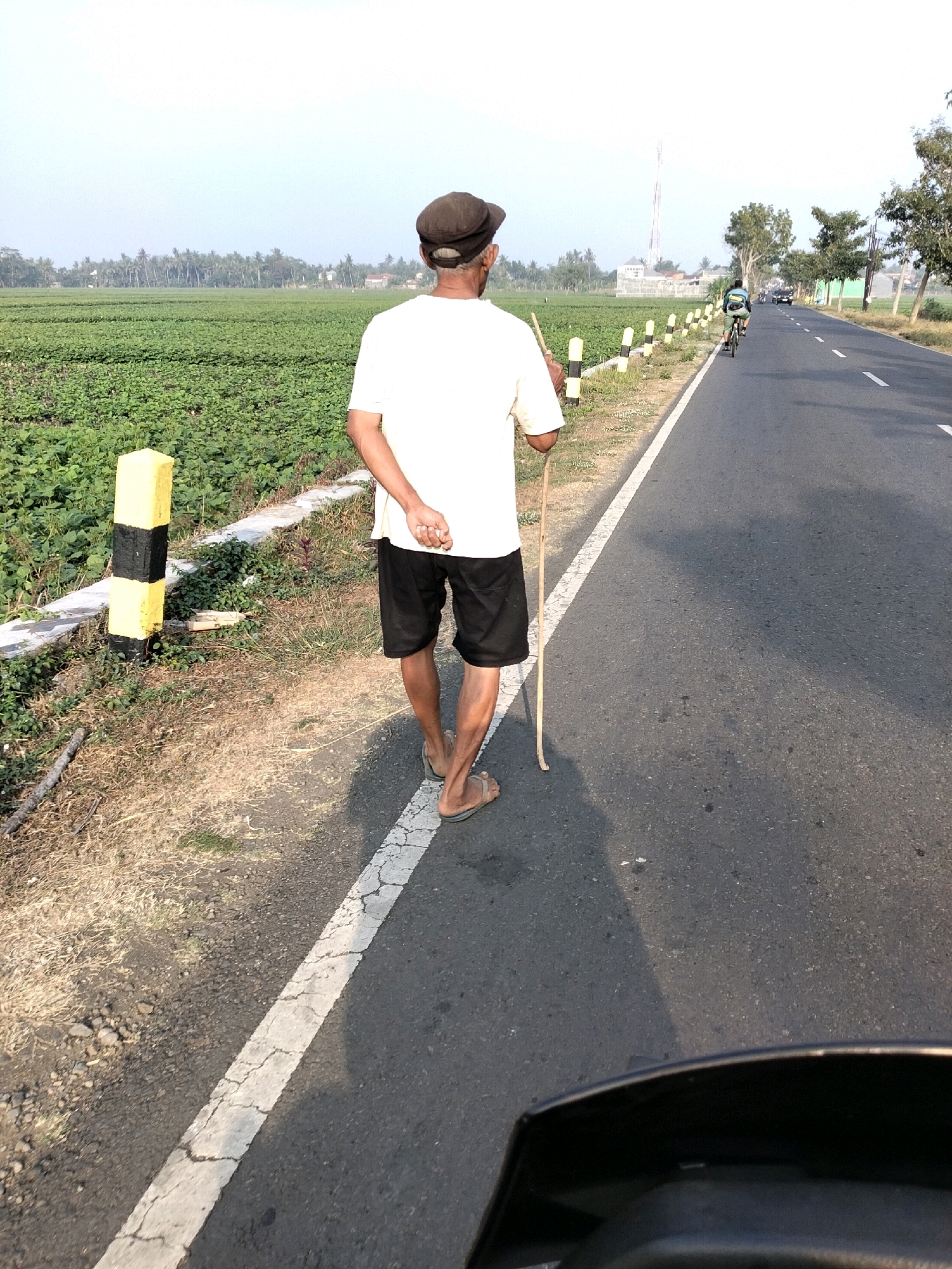 An elderly man with a dark cap walks along a rural road in Pituruh, Indonesia, using a wooden stick as a walking aid. He is wearing a white t-shirt and black shorts, with sandals on his feet. He is walking away from the camera, towards the right side of the frame. To his left is a large field of green crops, possibly rice or another staple grain, bordered by a ditch and a white and yellow striped road marker. The road itself is asphalt, with a white line marking the edge. In the distance, a person on a bicycle and a vehicle are visible on the road, along with trees and buildings. The sky is clear and light blue, indicating a daytime scene. The overall environment suggests a rural agricultural area.