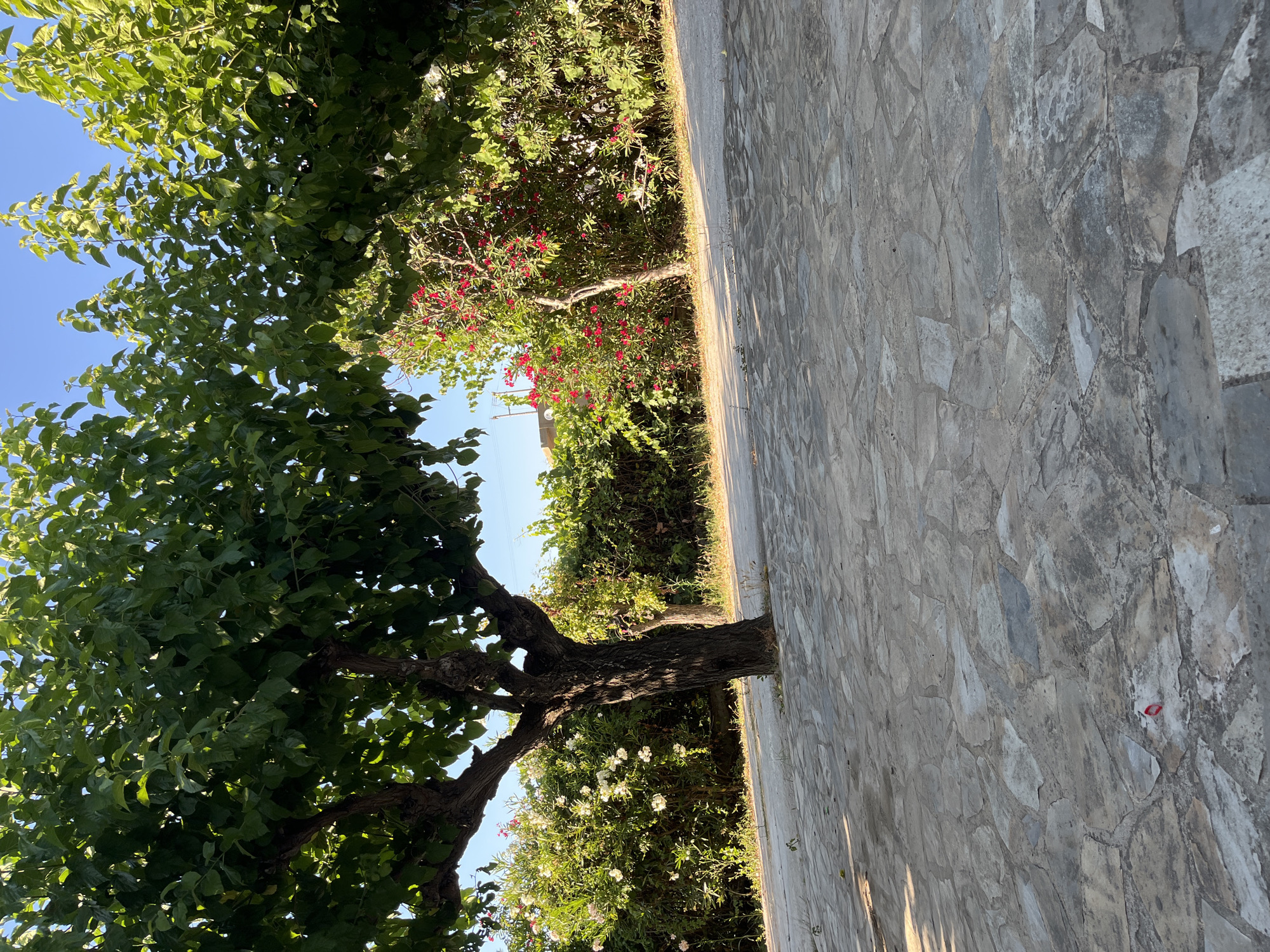 The image displays an outdoor scene featuring a paved area with irregular stone slabs in the foreground. A dark, thick tree trunk with branches extending upwards and covered in lush green leaves dominates the left side of the frame. Behind the tree, a row of dense green foliage is visible, interspersed with vibrant red flowers and smaller white blossoms. The background consists of more greenery and a clear blue sky. The setting appears to be a pathway or courtyard, possibly in a Mediterranean climate, with natural vegetation forming a backdrop. The scene is illuminated by natural sunlight, casting shadows on the paved ground. There are no people or animals present.