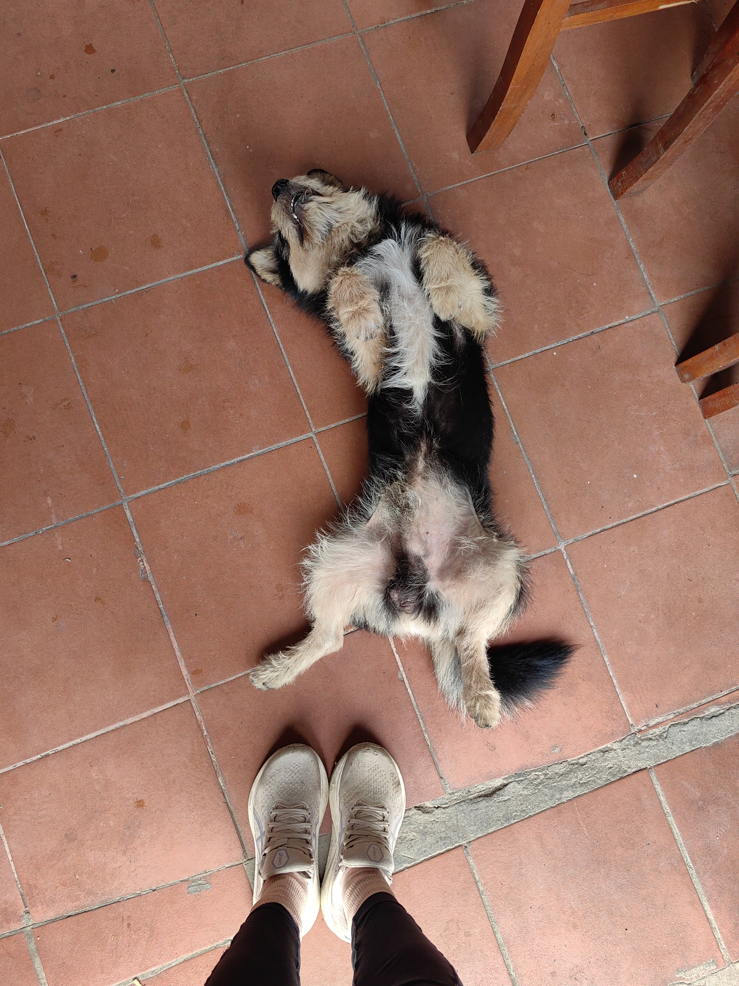 A small black and tan dog is lying on its back on a red-tiled floor. The dog is positioned between a person's feet wearing gray sneakers and the legs of a wooden chair. The location appears to be an outdoor patio or porch, judging by the tile and partial view of the surroundings. Lạng Sơn, Vietnam, is not discernible from the image.
