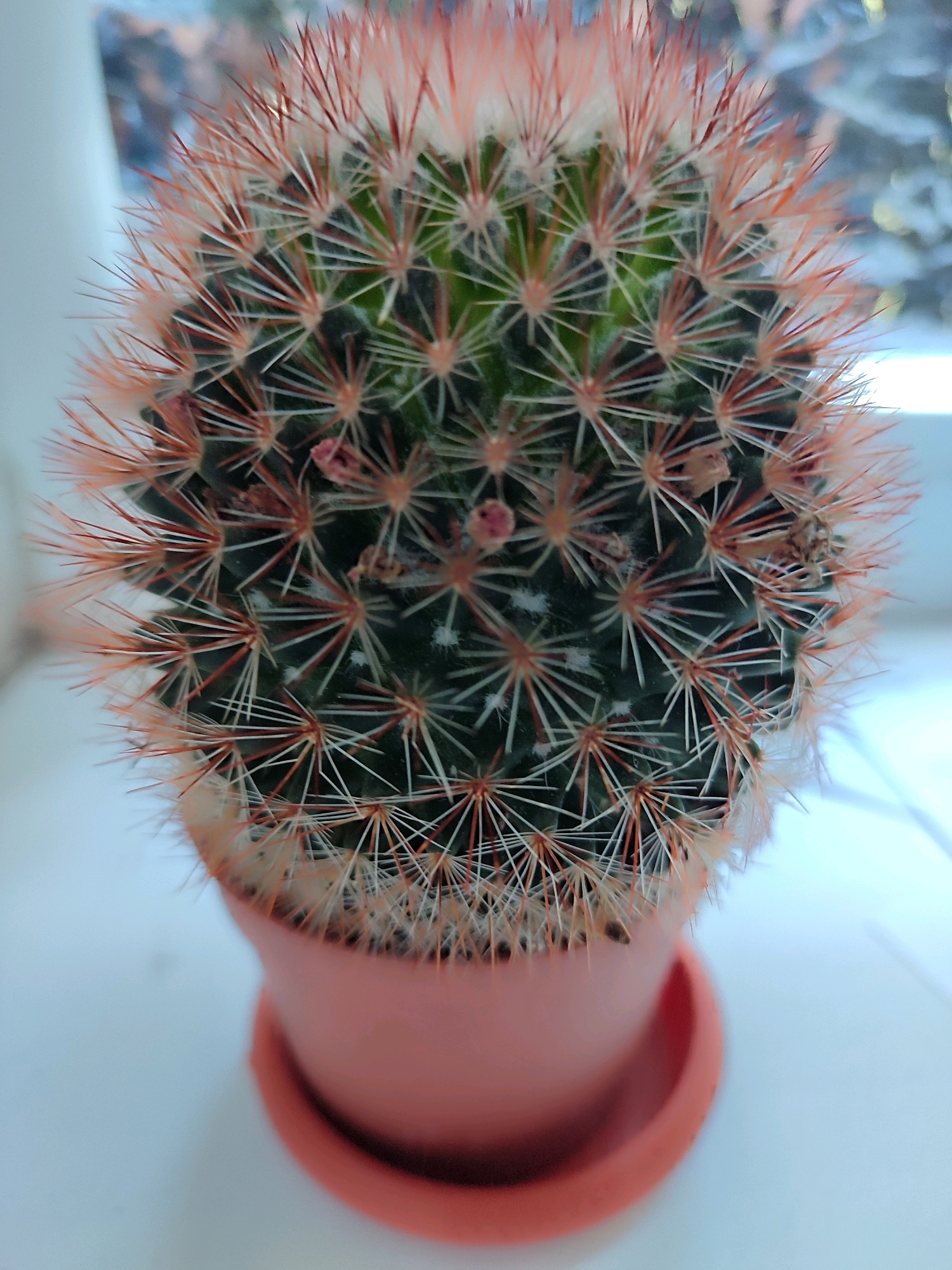 A close-up, vertical, full-frame shot captures a potted cactus. The cactus itself is green with numerous small, sharp spines that are white at the base and transition to a reddish-orange at the tips. Some smaller pinkish buds are visible among the spines. The cactus is housed in a light pink, circular pot with a matching saucer. The background is blurred, showing hints of a window with what appears to be foliage or buildings outside, and a bright, white surface, possibly a windowsill or table, in the foreground. The lighting suggests an indoor setting, likely near a window.