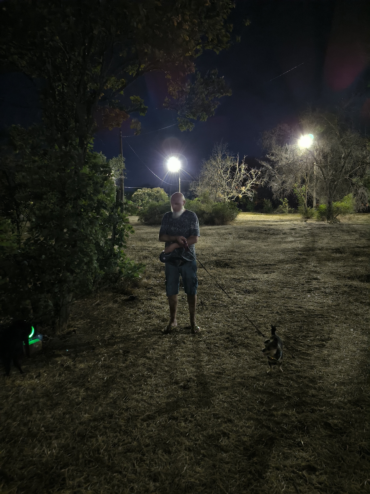 A bald man with a beard stands in a dry, grassy field at night, holding leashes attached to two dogs. One dog, dark in color, is on the left and has a bright green collar or tag. The other dog, smaller and lighter colored, is on the right. The man is wearing a dark patterned shirt and blue shorts. He is illuminated by streetlights in the background, which also light up scattered trees and bushes. The environment appears to be a rural or park-like area.