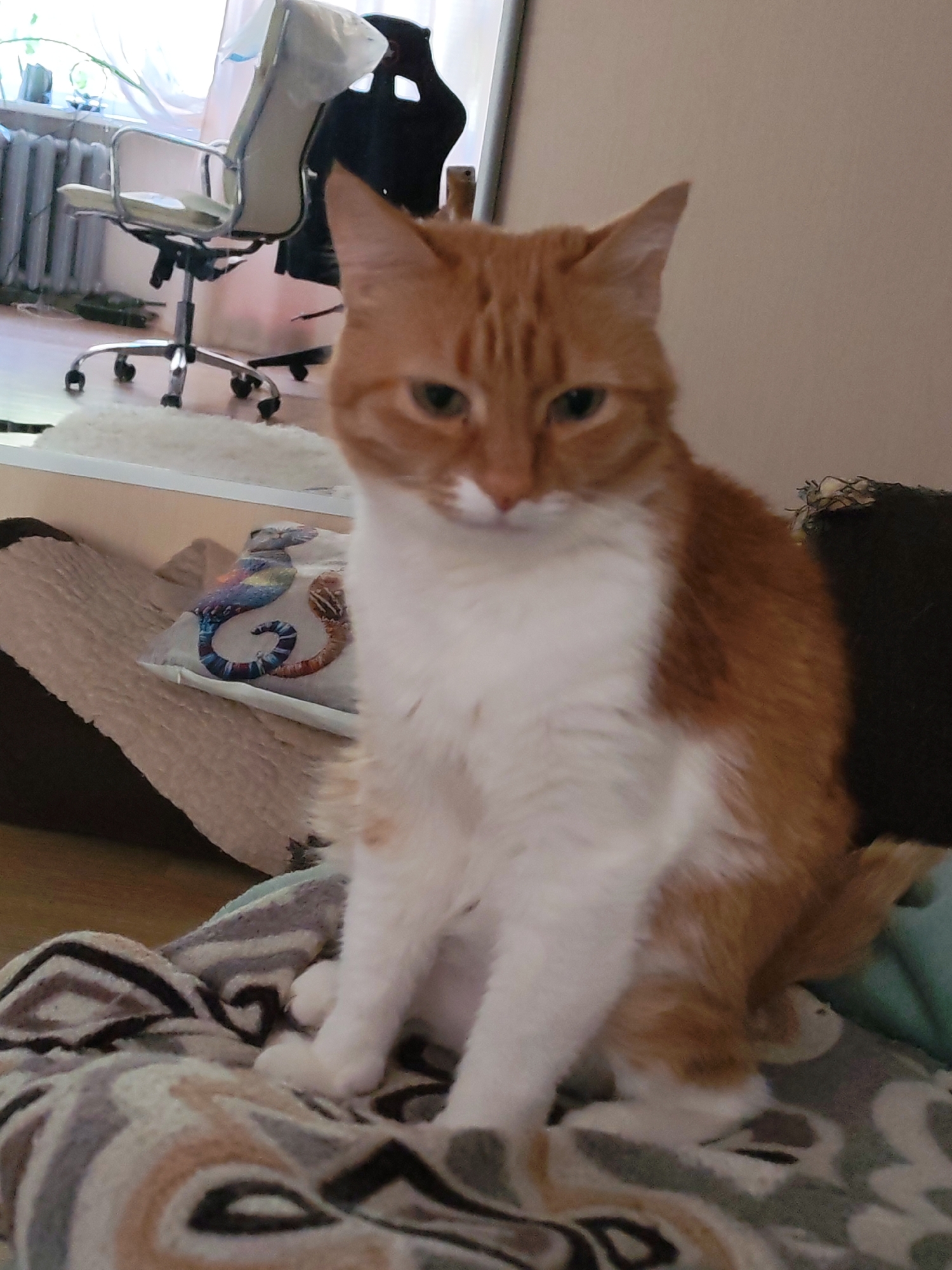 A ginger and white cat is sitting on a blanket with a patterned design. The cat is in the foreground of the image, facing the camera with its head slightly tilted down. Behind the cat, a pillow with a seahorse design is visible on a light-colored surface. Further in the background, there is a window with white curtains, a radiator, and an office chair. The scene appears to be indoors, likely in a residential setting. The image does not provide specific information about the city of Chaikovsky, Russia, or any people.
