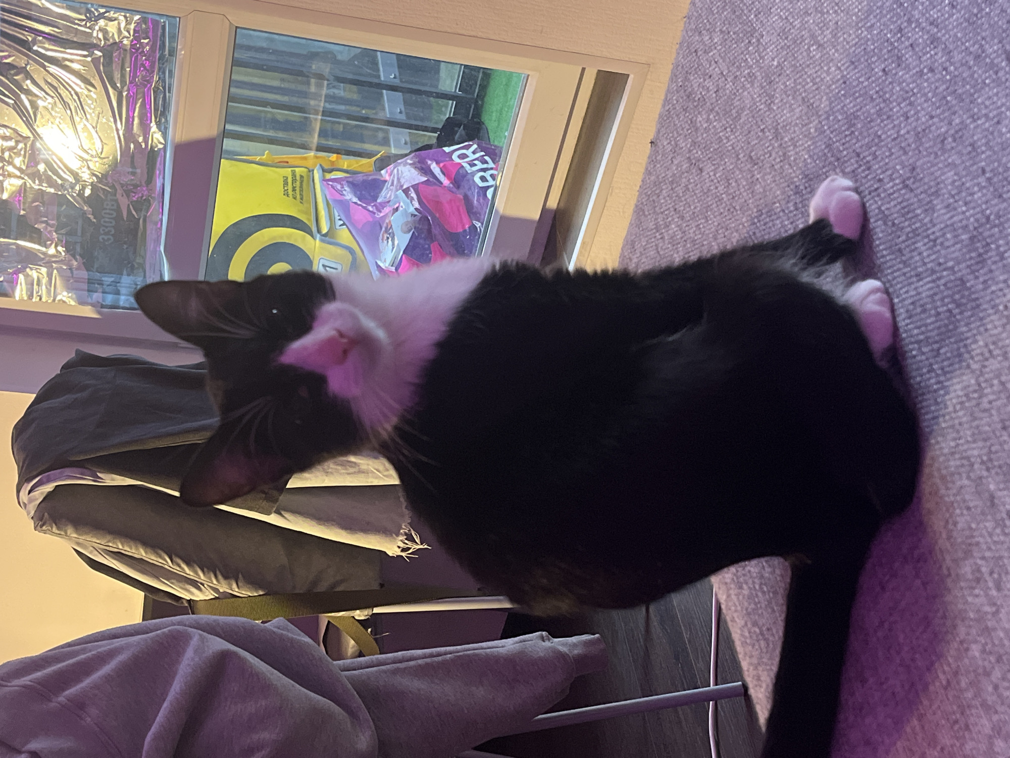 A black and white cat with white paws is perched on a gray couch. A window is to the left of the couch with a shiny, reflective covering over part of it and some bags in front of it. Part of a gray hooded sweatshirt and a chair can be seen in the lower left. The floor is a medium brown color. There is no indication of the city of Saint Petersburg, Russia, being present in this image.