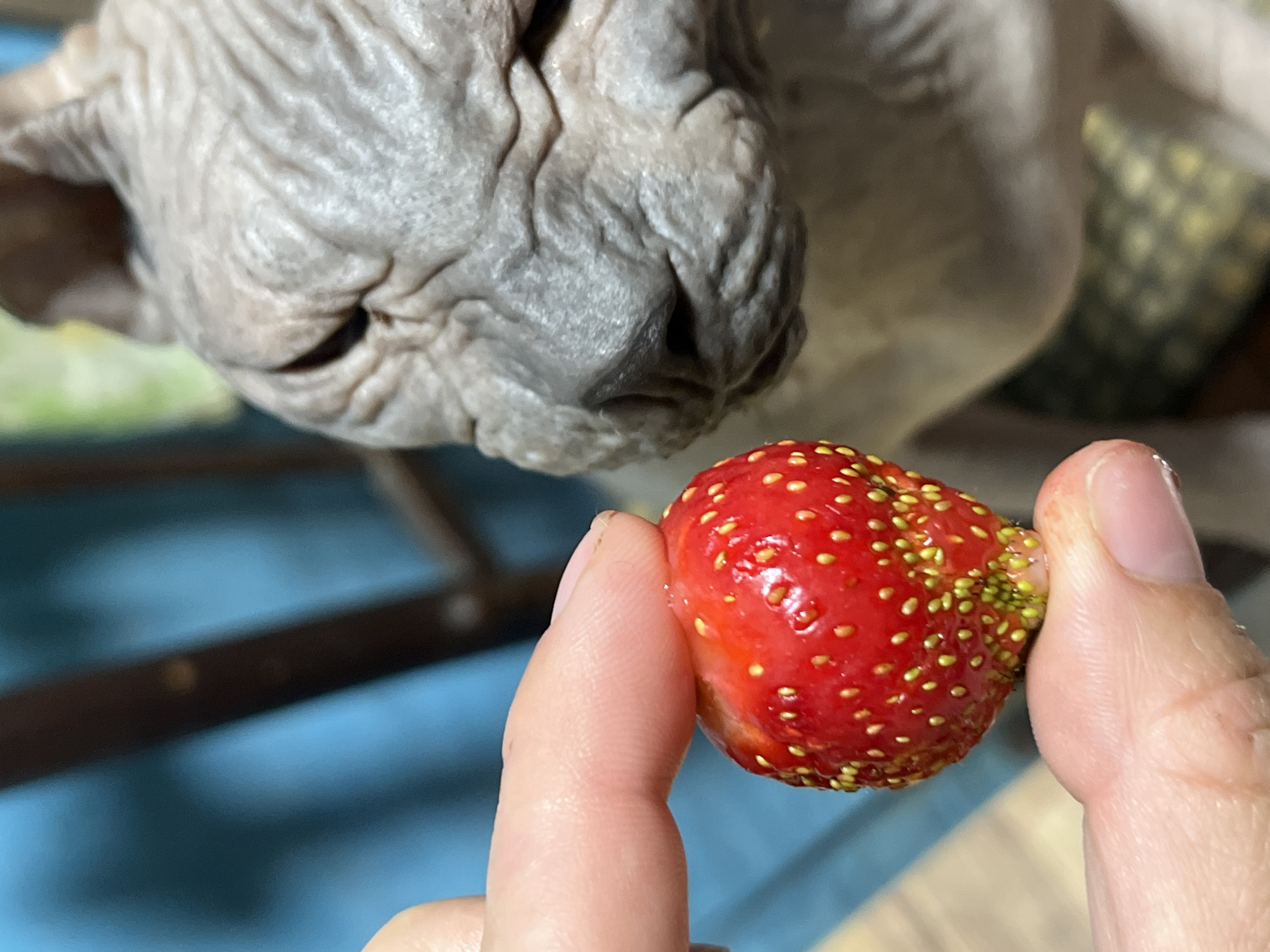 A close-up shot focuses on a finger holding a ripe strawberry, with the wrinkled face of a Sphynx cat blurred in the background. The strawberry is red with small yellow seeds. The cat's skin is pale and textured, with its eyes obscured. The environment appears to be indoors, with a blue curtain and dark furniture visible. The scene does not provide any information or context related to the city of Nizhny Tagil, Russia.