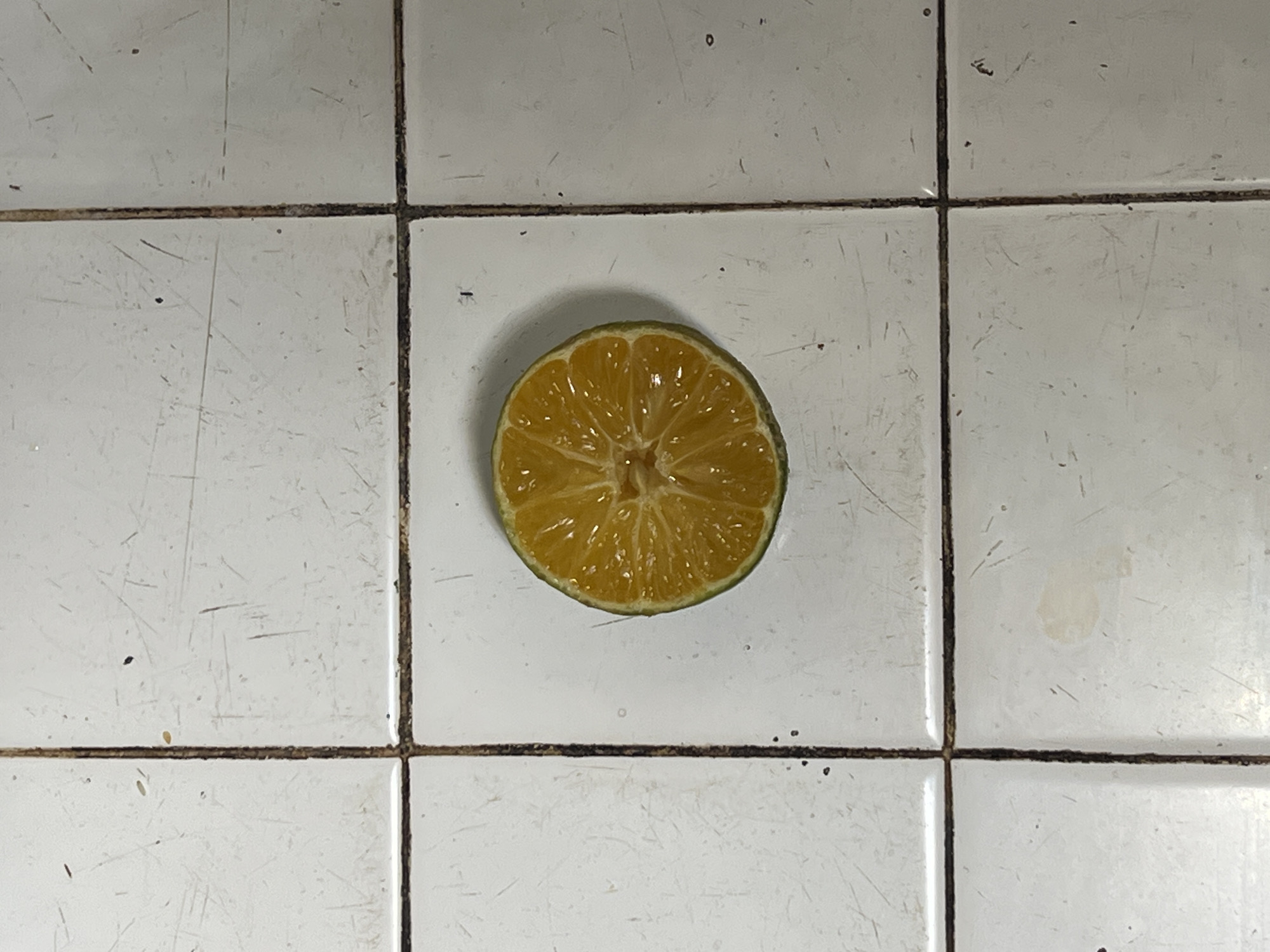 The image displays a single, halved citrus fruit, likely a lime or a small orange, placed cut-side up in the center of a tiled surface. The fruit's vibrant yellow-orange interior, with visible segments, contrasts with its thin green rind.
The setting appears to be an indoor surface, possibly a kitchen counter or floor, constructed from white square tiles. These tiles are noticeably worn, featuring numerous fine scratches, scuff marks, and small dark specks scattered across their surface. Dark, thick grout lines separate the tiles, forming a distinct grid pattern. The grout lines themselves show signs of discoloration and dirt accumulation, reinforcing the impression of an aged and well-used area.
No specific activity or event is occurring, other than the presentation of the cut fruit. The lighting is diffused, casting soft shadows and indicating an indoor environment without direct sunlight. There are no people, visible text, or other objects in the frame, and no discernible emotions are conveyed.