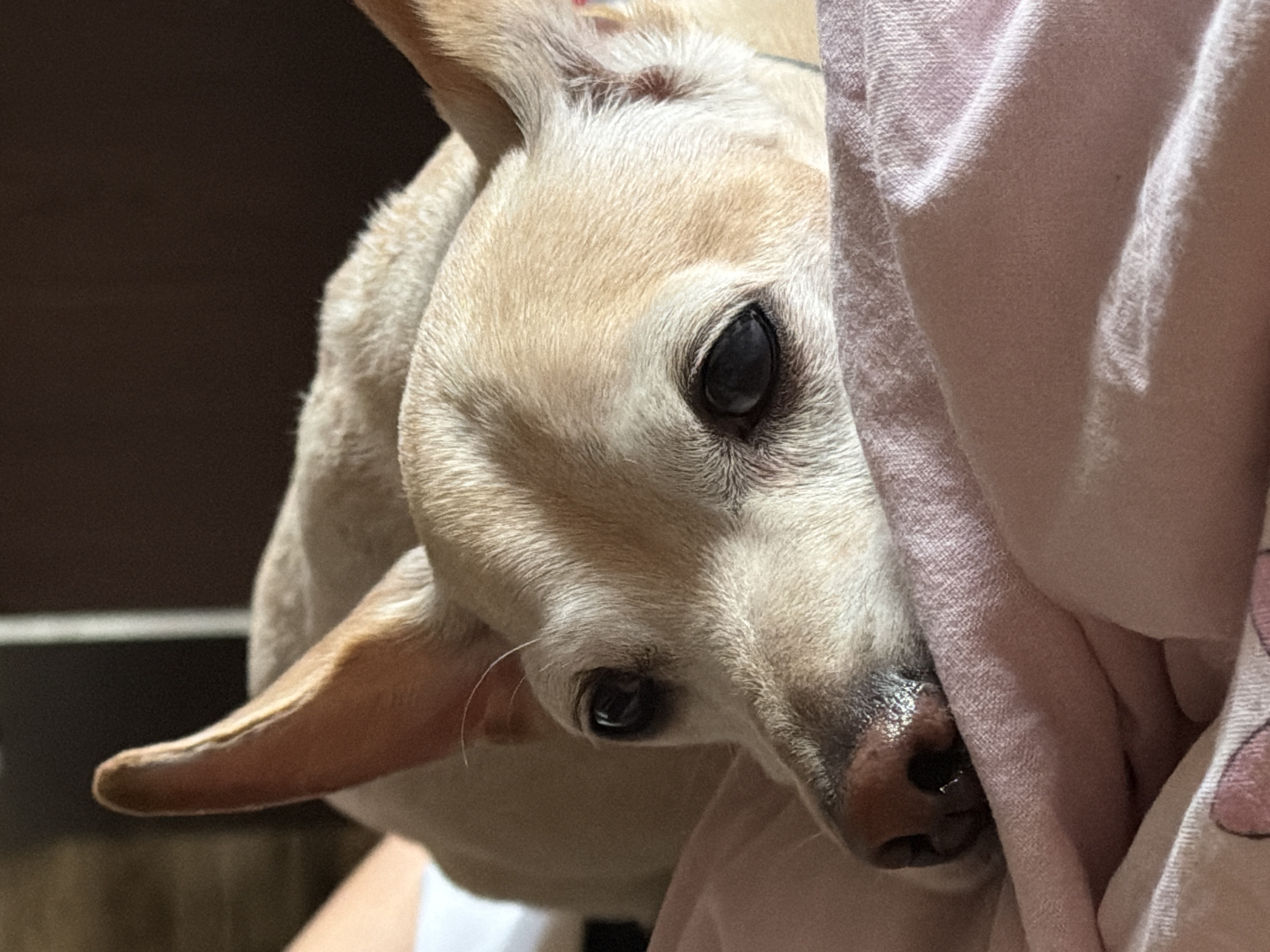 A close-up, eye-level shot focuses on the head and upper body of a light-colored chihuahua resting on a pink blanket. The dog's face is turned slightly to the right, with its left eye prominently visible. The dog's ears are large and pointed upwards. The background is dark and blurred, suggesting an indoor setting. The image was taken in Plovdiv, Bulgaria.