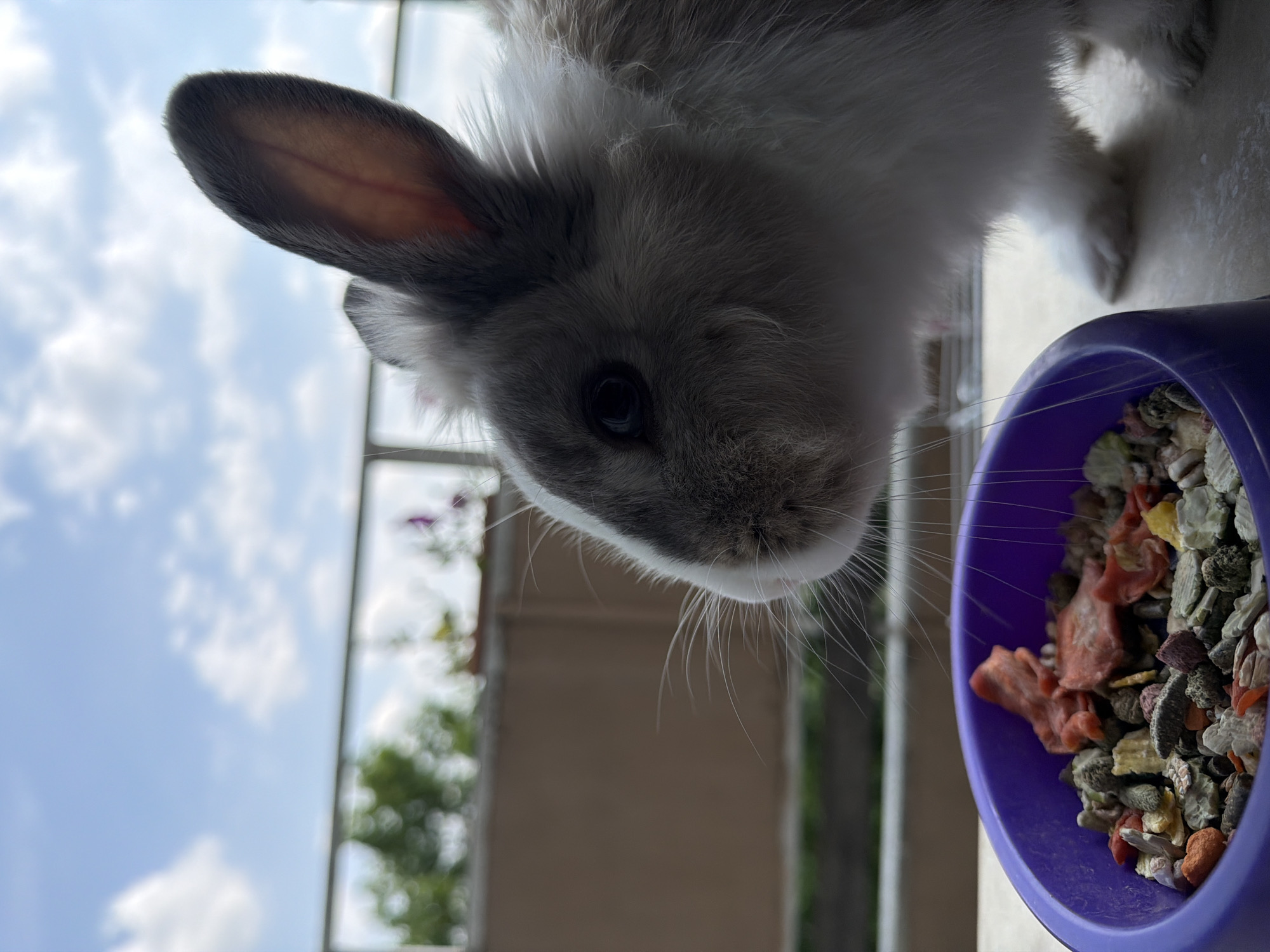 An close-up, low-angle shot shows a gray and white rabbit looking down towards a purple food bowl, seemingly about to eat. The rabbit's head dominates the upper left and central portions of the frame, with its dark eye, prominent whiskers, and soft fur clearly visible. Its large, gray ears are upright, with the inside of one ear showing a pinkish hue.
The purple food bowl, filled with a mixture of small, multi-colored pellets and larger, reddish dried pieces (possibly vegetables or fruits), is positioned in the lower right corner of the image. The rabbit's snout is just above the rim of the bowl, suggesting an imminent feeding.
The background reveals a bright, partly cloudy sky with patches of blue. Below the sky, out of focus, are glimpses of distant greenery and what appears to be a building structure, suggesting an outdoor setting like a balcony or patio in Pazardzhik, Bulgaria. The lighting indicates it is daytime. No text is visible in the image.