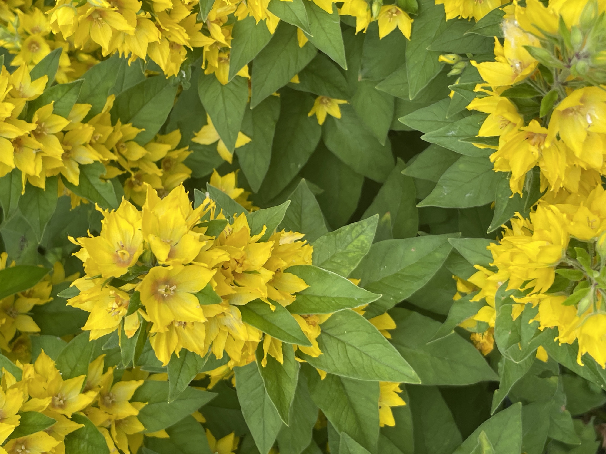 This is a medium shot of a dense patch of yellow flowers and green leaves. The flowers are star-shaped with delicate petals and appear to be Lysimachia punctata, also known as Dotted Loosestrife. They are clustered together, forming a vibrant canopy over the broad, lance-shaped leaves. The leaves are a deep green and slightly textured, providing a rich backdrop for the bright yellow blooms. The lighting suggests it is daytime, and the focus is sharp on the flowers and leaves, indicating a close-up perspective. There are no people or other objects visible in the frame, and no text is present. The image conveys a sense of natural beauty and abundance, suggesting a garden or a wild meadow in bloom. The provided location context of Saint Petersburg, Russia, implies this scene is likely from late spring or summer when these flowers are in season in that region. The overall impression is one of a lush and verdant botanical display.