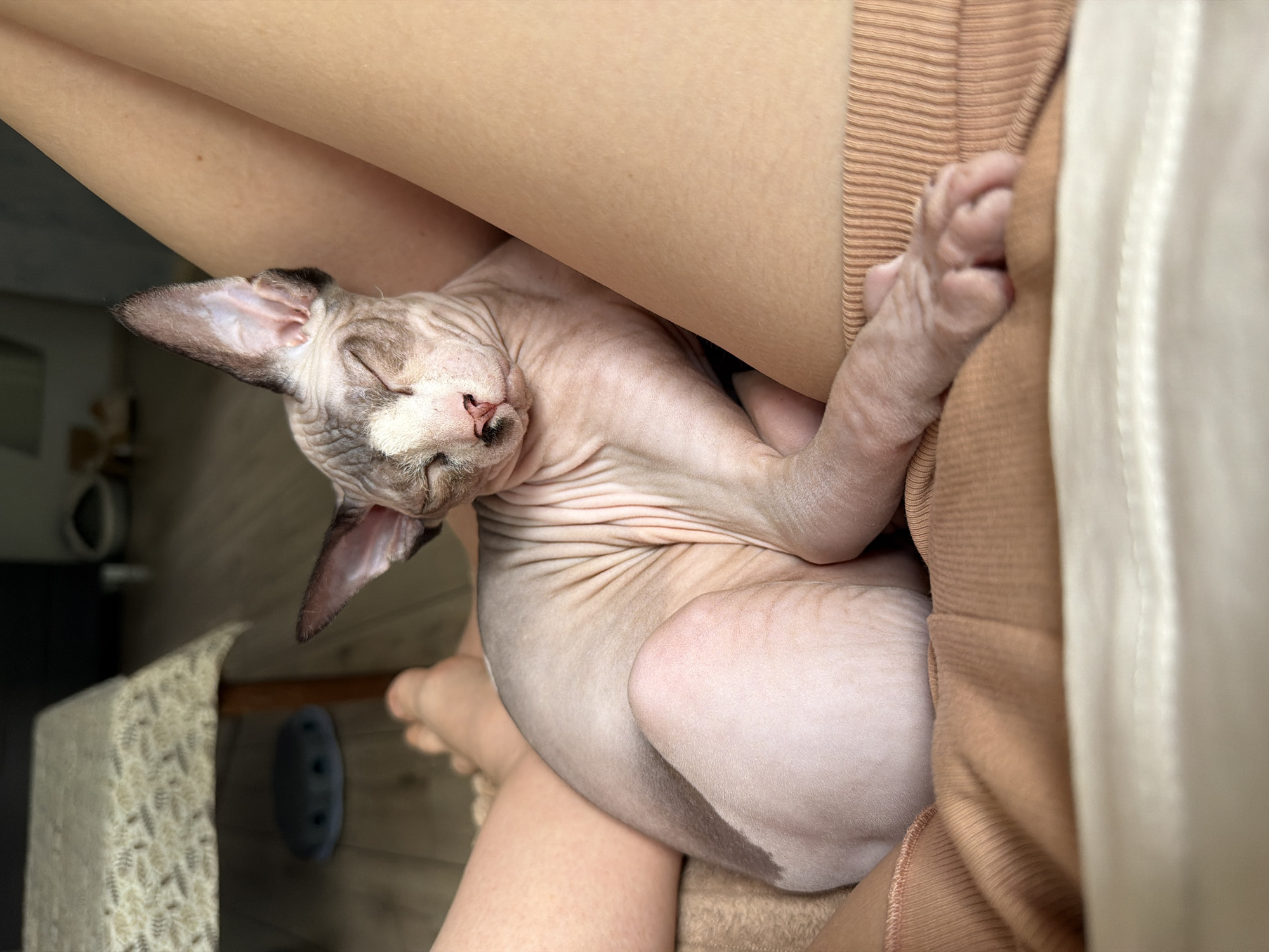 An indoor, eye-level, close-up vertical shot depicts a hairless Sphynx cat asleep on a person's lap. The cat, primarily light pinkish-beige with distinct greyish-brown markings on its pointed ears, nose, and patches on its back, is curled up, eyes closed, resting on a light brown, textured fabric draped over the person's legs. The human subject's bare legs and feet are partially visible, with one foot appearing in the left background, and their lap is covered by ribbed, tan-colored clothing. In the background to the left, a wooden floor is visible beneath a light-colored table with a patterned tablecloth, and a circular grey object with small indentations rests on the floor. The setting is an unknown indoor residential environment, illuminated by soft, ambient light.
