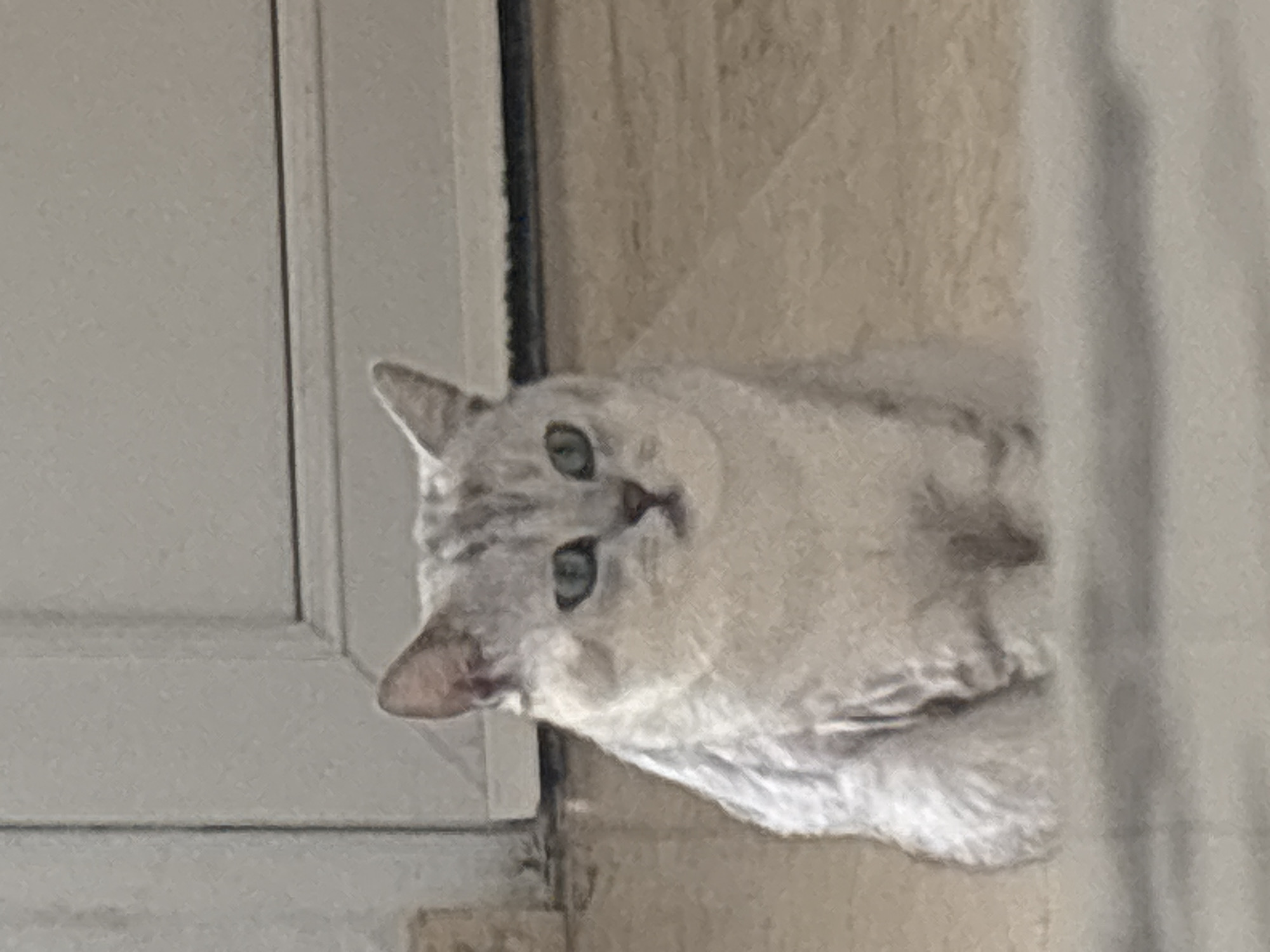 This is a vertically oriented, close-up, slightly blurred photograph of a light-colored cat with green eyes. The cat is mostly obscured by a light-colored curtain on the right side of the frame and the edge of a white cabinet or door on the left. The cat's face is turned towards the camera, and it appears to be peering out from behind these objects. Its fur has tabby markings, visible on its ears and face. The background wall appears to be textured, possibly a tiled surface in a neutral, sandy color. The lighting suggests it could be daytime, but it's difficult to determine specific cues about the time of day or weather conditions. The cat's expression is alert and curious. There is no visible text in the image. The provided location context is Orihuela, Spain.