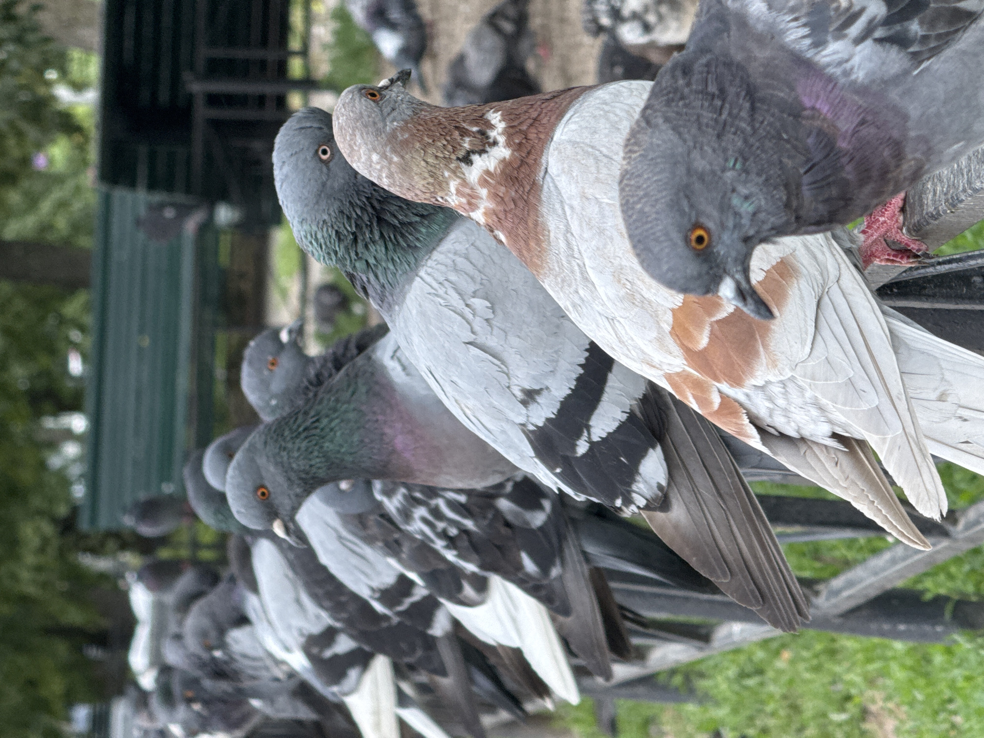 A flock of pigeons is perched on a black metal railing in a park. The pigeons are mostly gray with some variations in feather color, including white, brown, and iridescent green and purple. Several pigeons are in focus, with their heads and upper bodies visible, while others are blurred in the background. The pigeons are facing in different directions, with some looking towards the viewer and others looking away. The background consists of greenery, including trees and grass, and a dark green park bench. The overall impression is of a common urban scene where pigeons gather in a public space. The image does not contain enough detail to determine the specific location in Saint Petersburg, Russia.