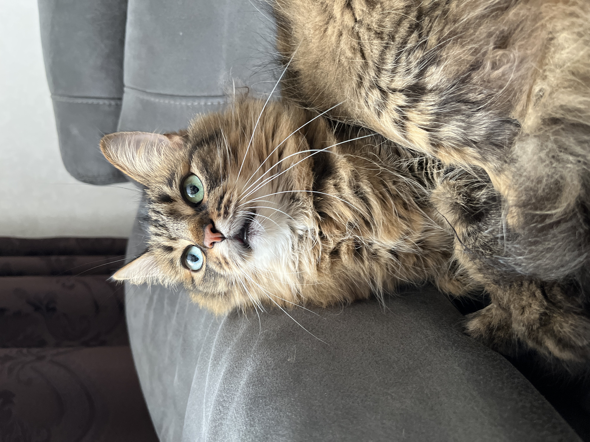 A medium shot captures a fluffy, brown tabby cat with striking blue and green eyes. The cat is positioned on a gray sofa, with a hint of dark curtains in the background. Its mouth is slightly open, and it appears to be looking upwards. The cat's fur is long and textured, with distinct stripes of brown, black, and tan. Long white whiskers fan out from its muzzle. The sofa fabric is a textured gray, and the background curtains are a dark, solid color with a subtle pattern.