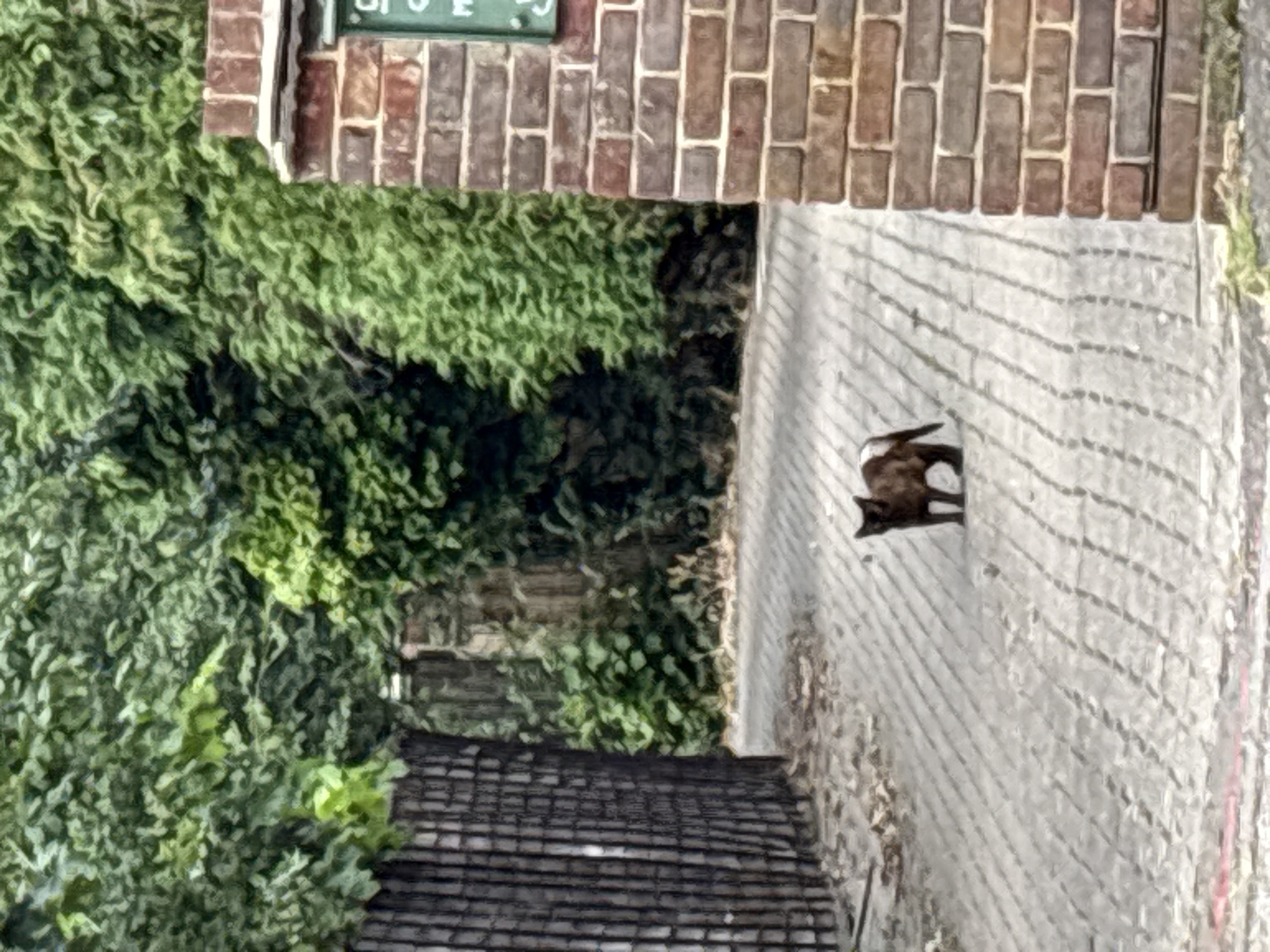 A dark-colored cat with a white patch on its hindquarters stands on a paved walkway. The walkway is composed of interlocking stones and is bordered by a low brick wall on the right and a dark metal fence on the left. Behind the fence, dense green foliage forms a natural barrier. In the background, more lush greenery can be seen, with trees and bushes. A portion of a brick structure with a sign is visible on the far right of the image. The scene appears to be outdoors in a residential or garden area. The location is the city of Chelmsford, United Kingdom.