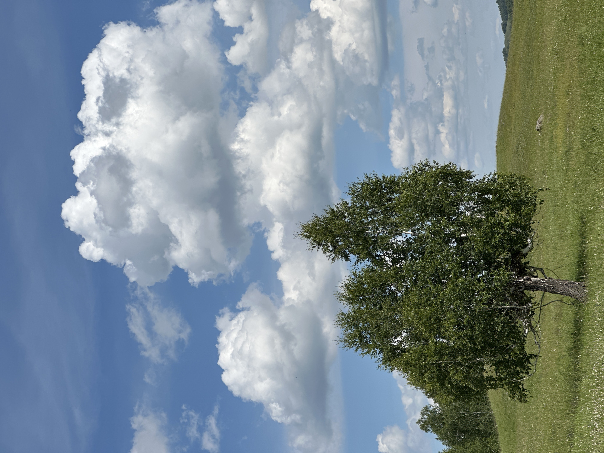 A single birch tree stands in a grassy field under a bright blue sky dotted with fluffy white clouds. The tree has a rough, textured bark and is covered in lush green leaves. The field is covered in grass and wildflowers, with rolling hills in the background. The sun is shining, casting shadows on the grass. The scene is peaceful and serene, evoking a sense of nature and tranquility.