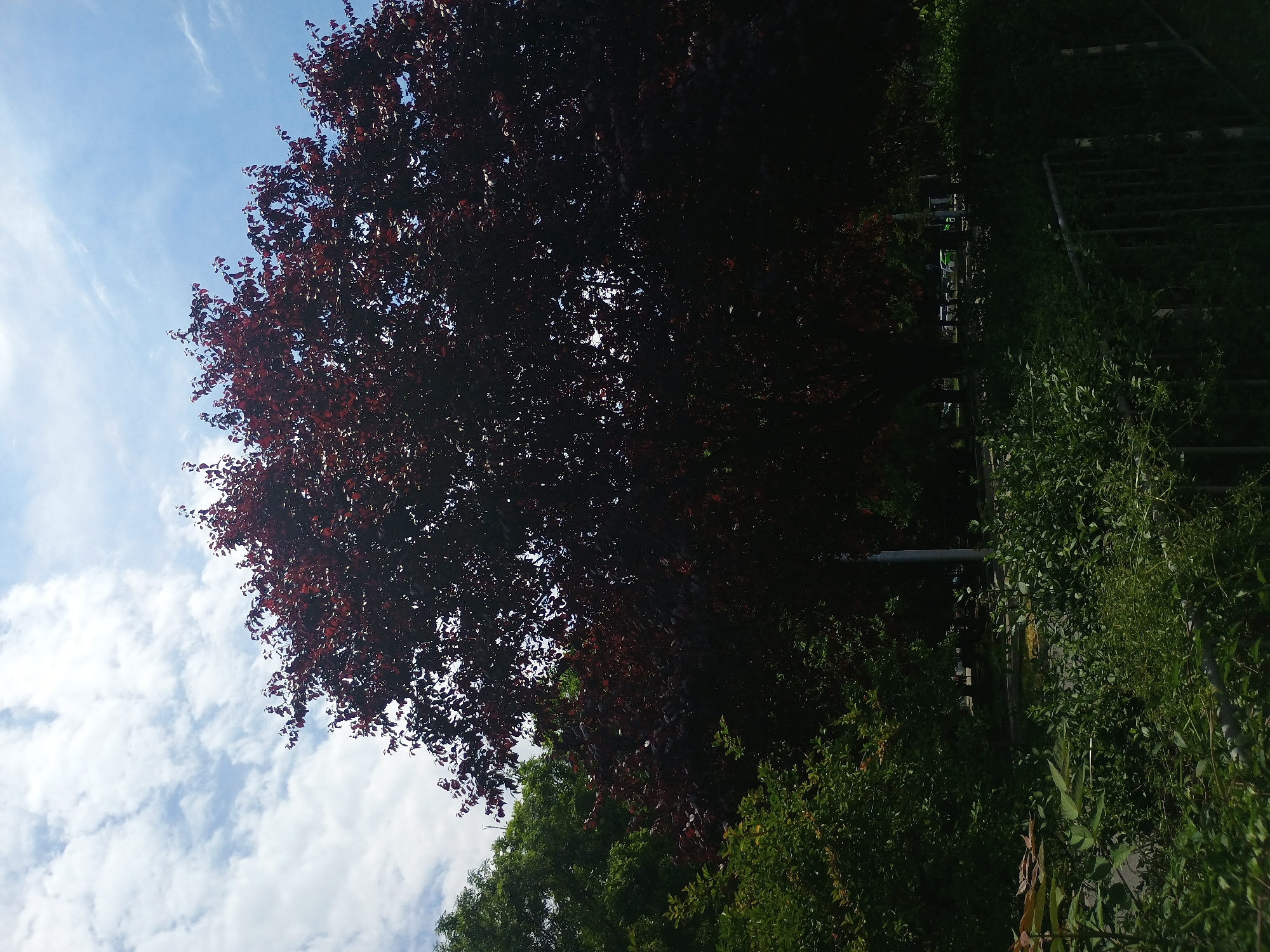 The image captures a scene with a large, leafy tree featuring deep red foliage dominating the view against a backdrop of a partially cloudy blue sky. To the right of the tree, dense green vegetation merges with what appears to be a fence-like structure or trellis system. A utility pole is visible, supporting the idea that this is an urban or suburban environment. The overall composition suggests a naturally vegetated area alongside some constructed elements within a city of Unknown, Unknown.