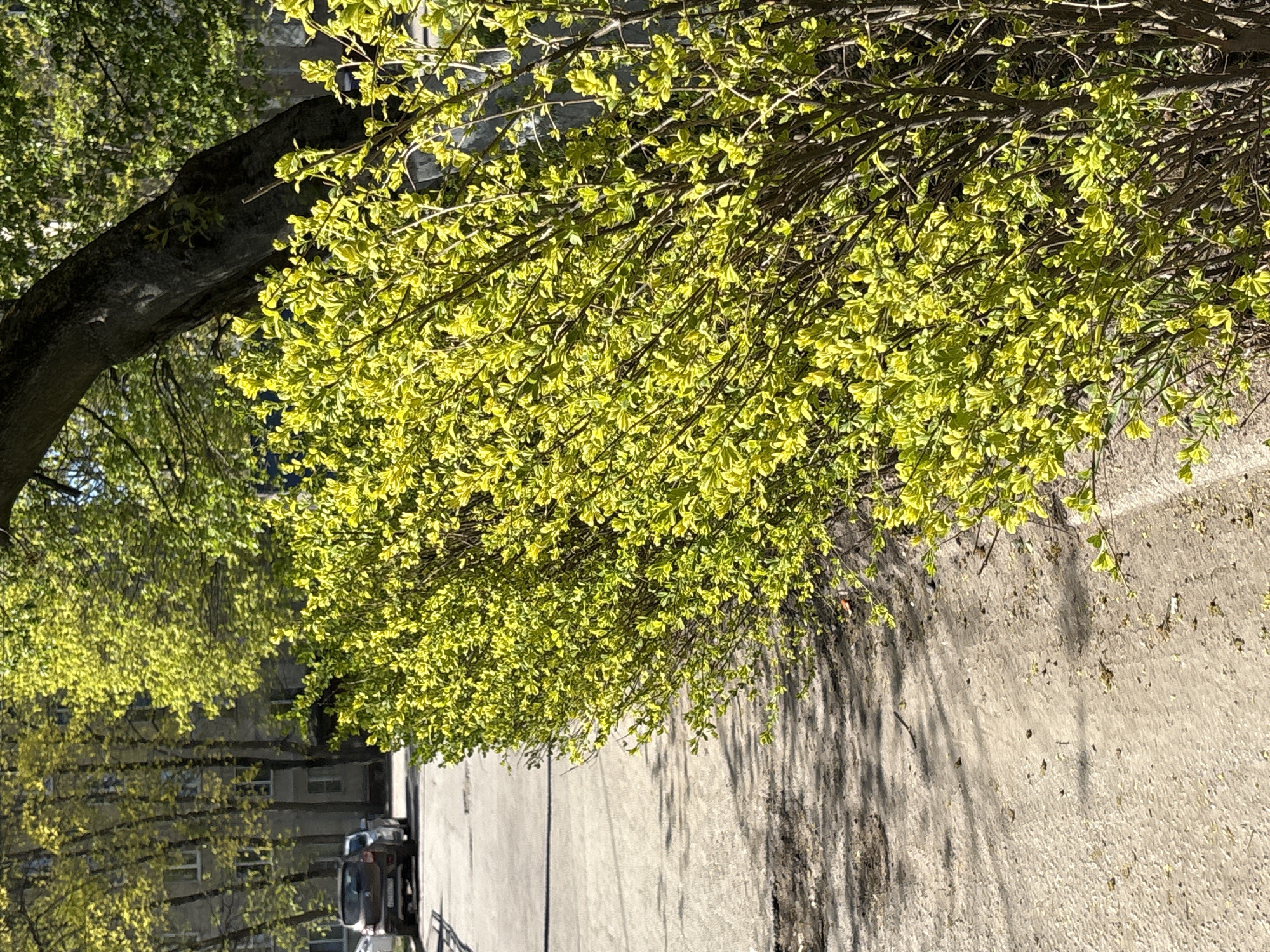 The image depicts a street in Saint Petersburg, Russia, lined with trees bearing light green leaves. A car is parked on the side of the road near a building with multiple windows. The pavement is visible, with shadows cast by the trees. The sky is not visible.
