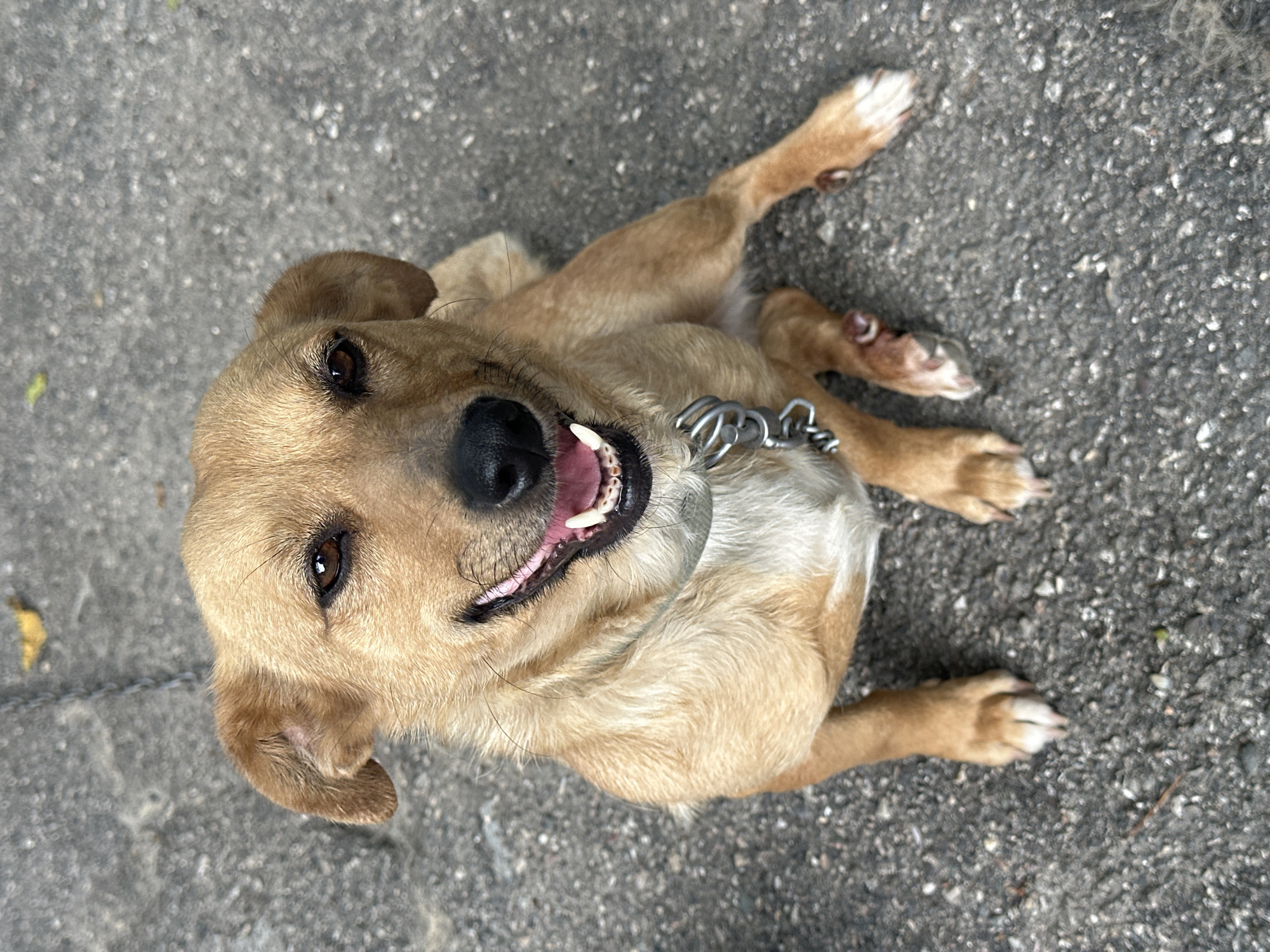 A medium-sized dog with light brown fur and white markings on its chest and paws is sitting on a gray asphalt surface. The dog is looking directly at the camera with its mouth open, showing its tongue and teeth. It is wearing a silver metal chain collar. The background is out of focus, but appears to be a gray, textured surface, possibly a sidewalk or road. There is a small yellow leaf on the ground behind the dog. There is no indication of a specific location in Yessentuki, Russia.