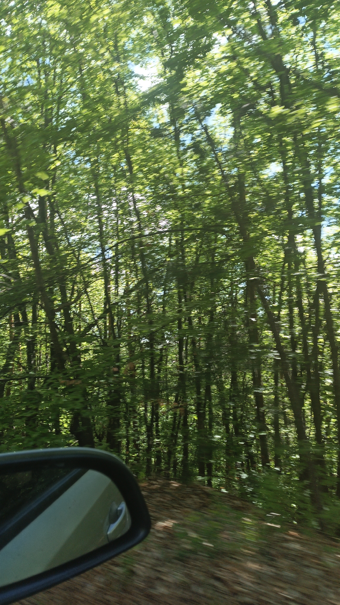 The image depicts a view from a moving vehicle passing through a forest in Vrata, Bulgaria. The side mirror of the car is visible in the lower left corner. The trees are primarily green, with dappled sunlight filtering through the canopy. The blurred motion indicates that the picture was taken from a car in movement.
