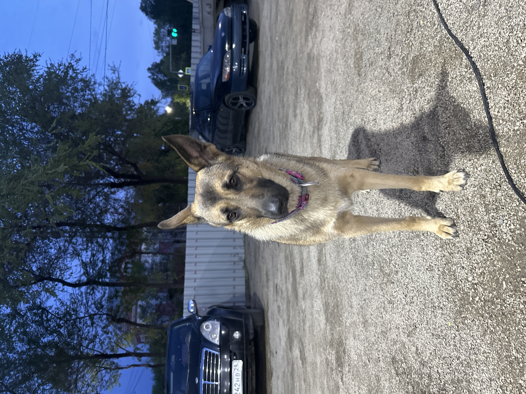 A medium-sized, light brown and black dog stands on a pebbled surface, facing the camera. It wears a pink collar. Behind the dog are two parked cars, a dark blue sedan and a black SUV. Trees and buildings are visible in the background. A power cable runs along the right side of the pebbled surface. The license plate on the black SUV appears to read "X42HB28," which is a Russian license plate. The scene is in Blagoveshchensk, Russia, given the presence of the Russian license plate. The sky suggests it is dusk or early evening.