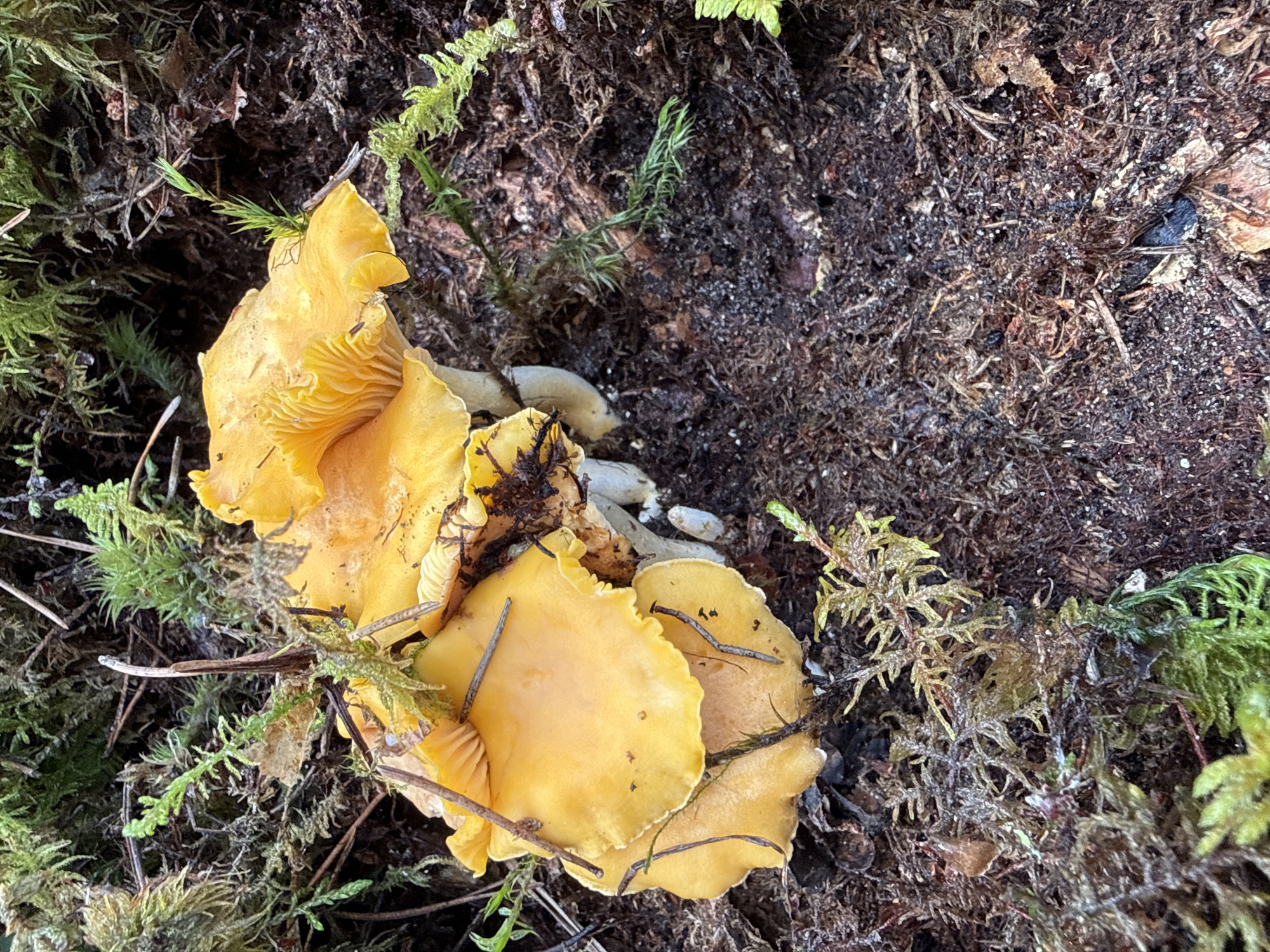 The image displays a cluster of bright yellow chanterelle mushrooms growing in a forest floor environment. The mushrooms are varied in size and shape, with distinct wavy caps and visible gills underneath. They are surrounded by dark, rich soil, moss, and small green plants, suggesting a natural, wooded setting. The overall lighting is natural, indicating it was taken outdoors during the day. There are no people or animals visible in the image. The mushrooms are the primary subjects of the photograph. The scene appears to be located in the city of Lipina, Lithuania, as per the prompt.