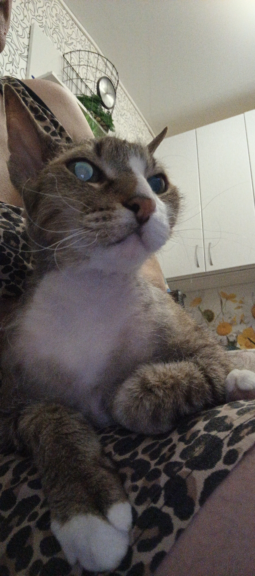 A tabby cat with white markings is lying on a person's lap. The person is wearing a leopard-print garment. In the background are white kitchen cabinets and floral wallpaper. A wire basket with greenery and a clock is also visible. The photograph was taken in Chaikovsky, Russia.