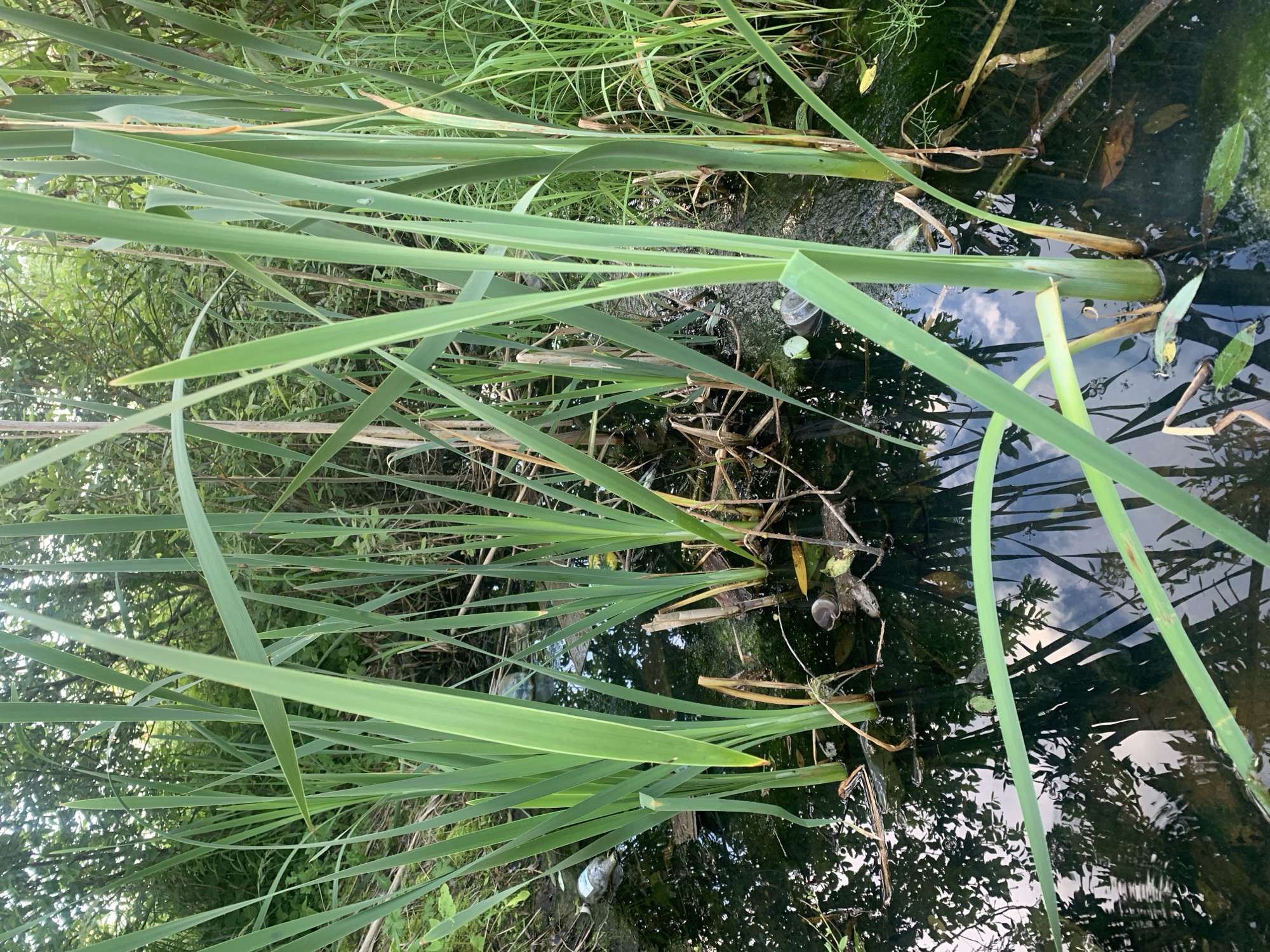 The image shows a close-up view of cattails growing in murky water, likely a ditch or pond. The water is dark and reflects the surrounding greenery and sky. Several plastic bottles and other debris are visible in the water and among the reeds, indicating pollution. The overall scene suggests an unkempt natural area within or on the outskirts of Klin, Russia. There are no people or animals in the frame. The focus is on the dense vegetation and the stagnant, littered water.