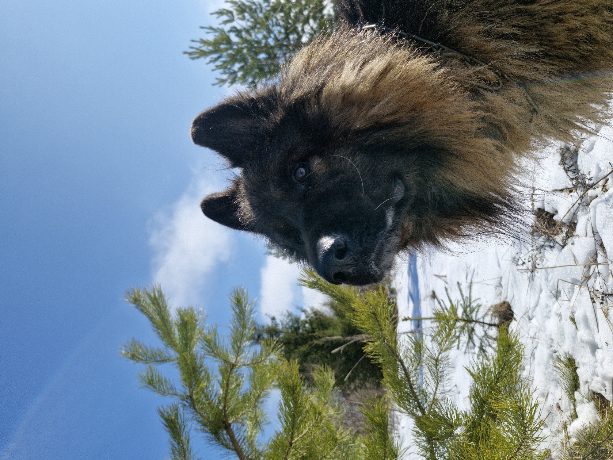 A close-up, low-angle shot features a furry brown and black dog positioned above the camera, peering down. The dog's head is tilted slightly to the side, revealing one visible eye. A collar is noticeable around its neck.
In the background, a bright blue sky with sparse clouds is visible. Additionally, there are patches of snow and small evergreen trees. The location appears to be an outdoor, possibly forested, area. The location in the city is Unknown, Unknown.