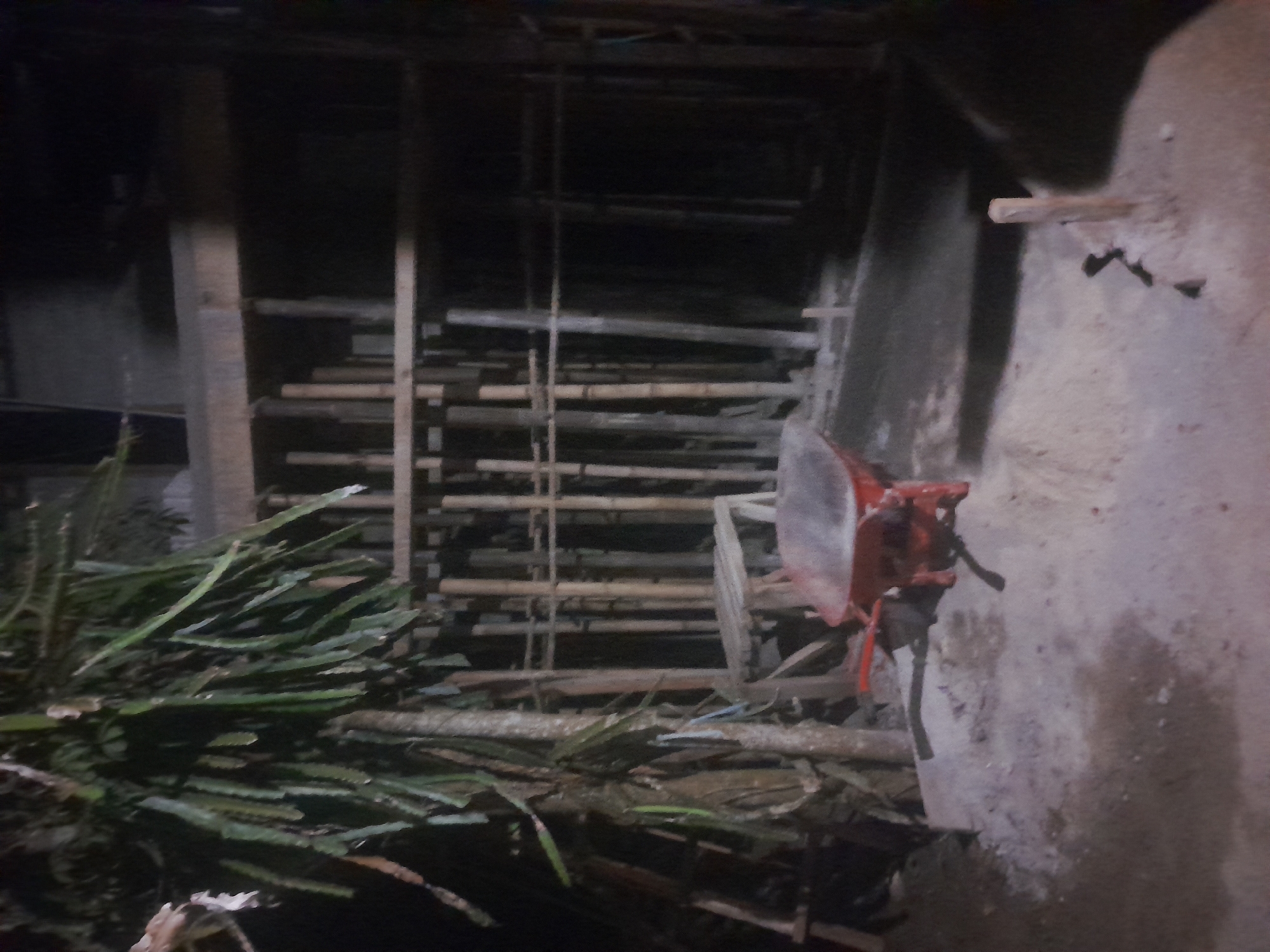 The image depicts a dimly lit construction site in Labuhan Ratu Lima, Indonesia. A large, leafy plant, possibly a dragon fruit plant, is visible on the left side of the frame. Behind the plant, a wooden scaffolding structure made of bamboo poles and planks is erected. In the foreground, a red wheelbarrow is placed on a patch of sand. The ground is uneven and appears to be covered in sand and debris. The overall scene suggests an ongoing construction project during nighttime or low-light conditions.