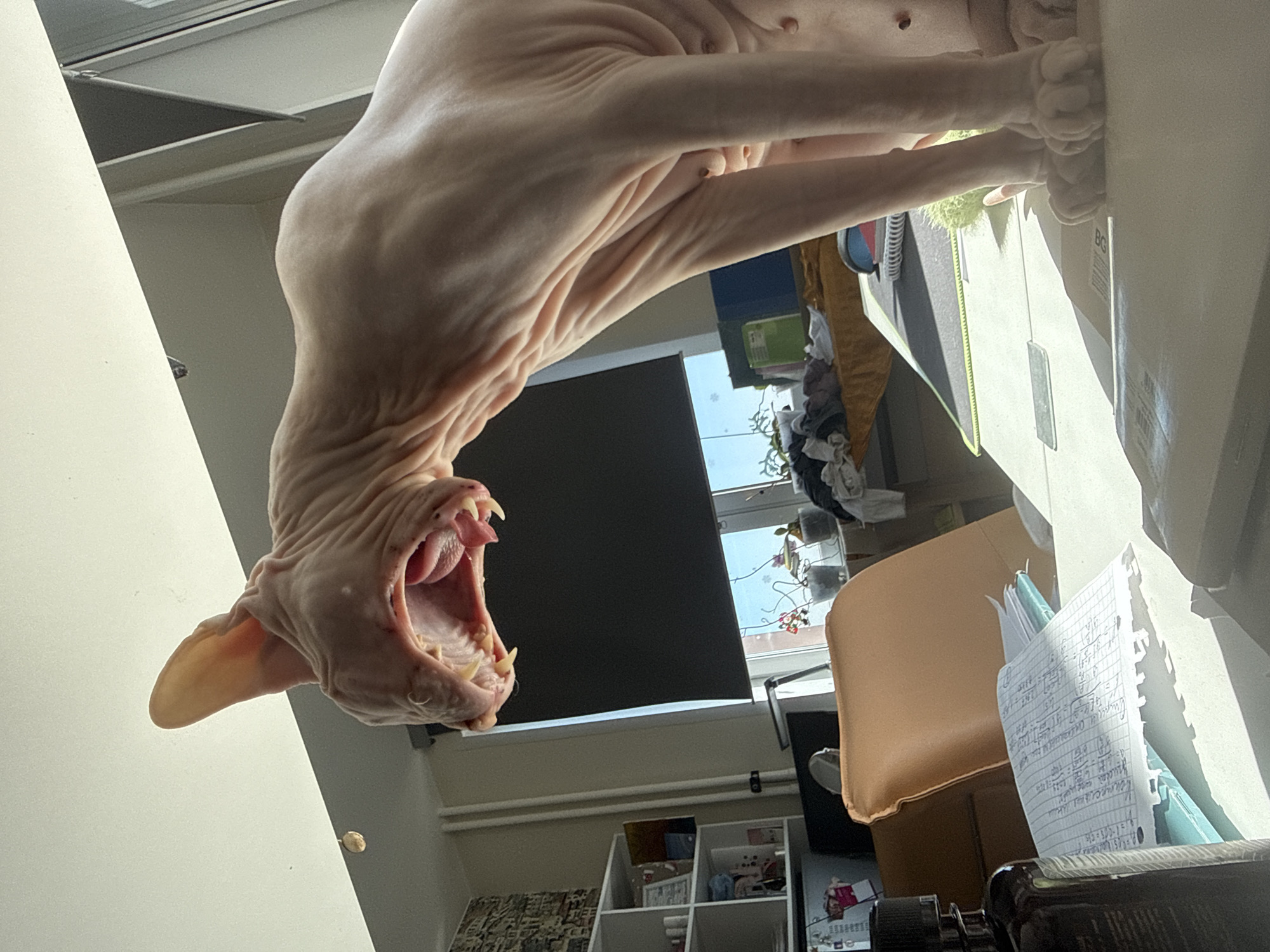 A hairless cat, likely a Sphynx breed, is captured mid-yawn or vocalization, its mouth wide open revealing its tongue and teeth. The cat is positioned on a desk, its body angled upwards and to the right. Sunlight streams in from a window, casting strong shadows across the scene and highlighting the cat's wrinkled skin. In the background, a window with blinds reveals a slightly out-of-focus view of a city street and trees, suggesting an urban environment. The desk surface is cluttered with various items, including notebooks with handwritten notes, a bottle with a dark liquid, and other office supplies. A light brown chair is visible to the left of the cat. The overall impression is of an indoor setting, possibly an office or study, in Krasnoyarsk, Russia, due to the presence of specific decorative elements on the shelf in the background, which are indicative of Russian interior design.