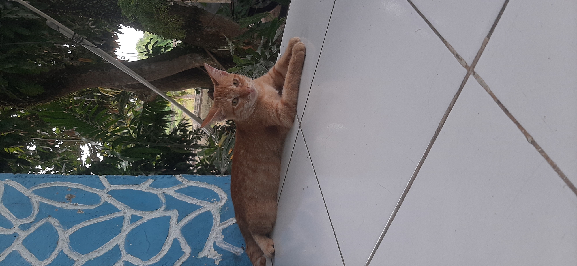 An orange tabby cat is lying on a white tiled surface, with its front paws extended forward. The cat is facing towards the right of the frame, with its head tilted slightly upwards, looking directly at the camera. Its fur is short and its ears are pointed.
To the left of the cat, a blue wall with a white, abstract pattern is visible. The wall appears to be textured.
In the background, lush green foliage and trees can be seen, suggesting an outdoor or semi-outdoor setting. A thin, light-colored wire is also visible running diagonally across the frame in the background. The overall lighting suggests it is daytime, with soft natural light. The scene appears to be located in a residential area in Jambi, Indonesia, possibly a porch or patio area.