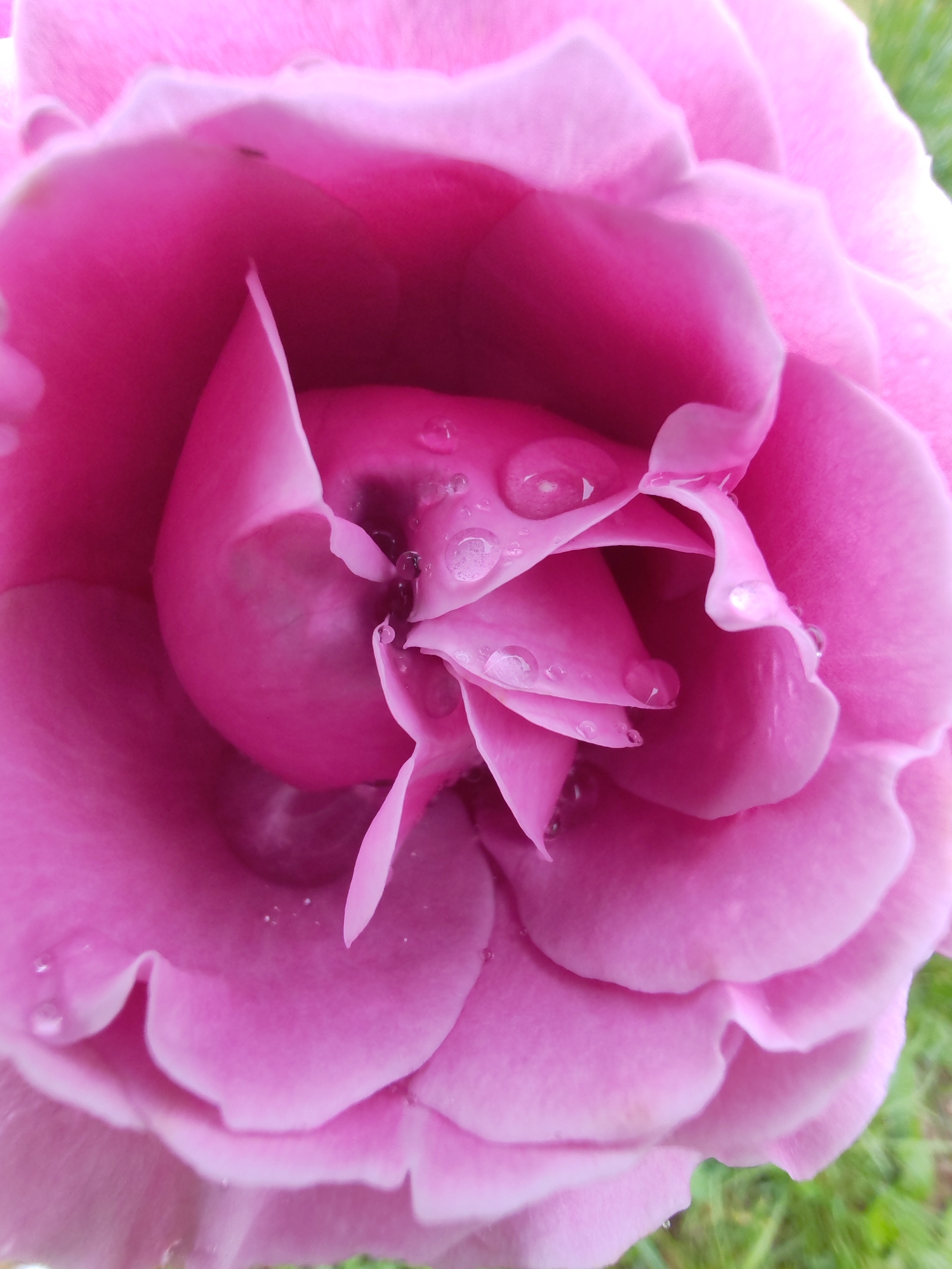 The image is a close-up, overhead shot of a pink rose with water droplets on its petals. The rose is in full bloom, with its layers of petals unfurling towards the center. The water droplets are small and clear, reflecting the light. The background is a blur of green grass and possibly other foliage, suggesting an outdoor setting. There are no people or other significant objects visible in the image. The scene is entirely focused on the texture and detail of the rose. The image does not provide any information that would allow for the identification of its location in the city of Чухлэм, Russia.