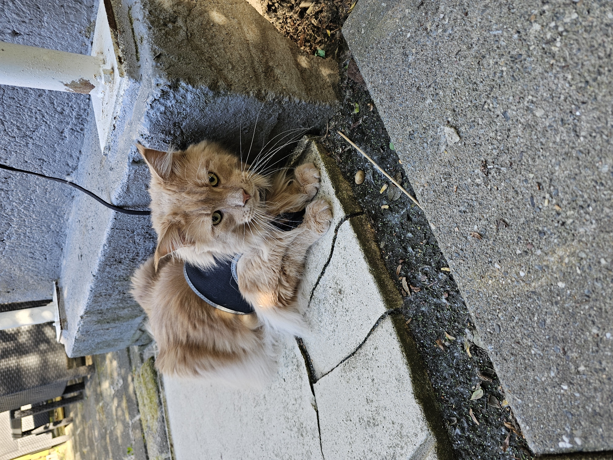 A long-haired, light-orange Maine Coon cat wearing a black harness with a leash attached sits on cracked concrete next to a concrete ledge and edge of a sidewalk. The location is potentially in Rotterdam, Netherlands, but further information is needed for confirmation.