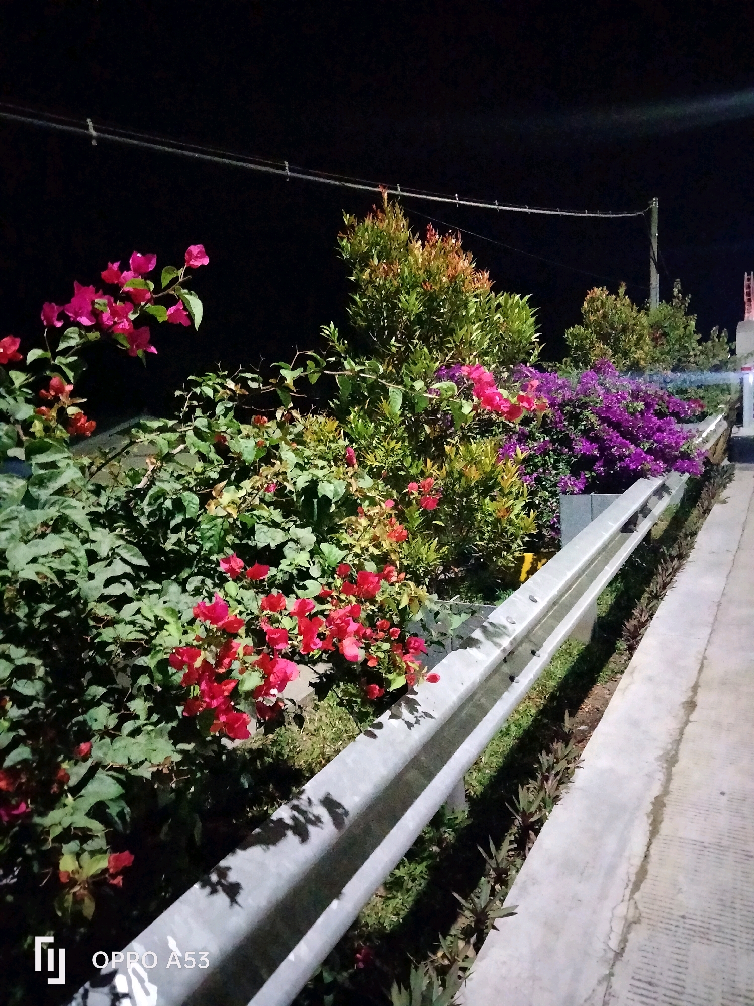 The image depicts a roadside scene at night in Bendo, Indonesia. The foreground is dominated by a metallic guardrail, illuminated by artificial light, casting shadows of foliage onto its surface. To the left of the guardrail, a dense arrangement of plants and flowers thrives. Prominent among them are bougainvillea, displaying vibrant pink and red bracts, interspersed with lush green leaves. Further behind, a mix of trees and shrubs with reddish-green foliage adds texture to the scene. The plants are positioned along a concrete pathway, which runs alongside the guardrail and recedes into the distance. Beyond the plants and the guardrail, the background is a dark night sky, with visible utility wires strung across it. The overall impression is one of a well-maintained roadside planting, likely intended for aesthetic appeal or safety, observed under the nocturnal illumination of the city. No people are present in the image.