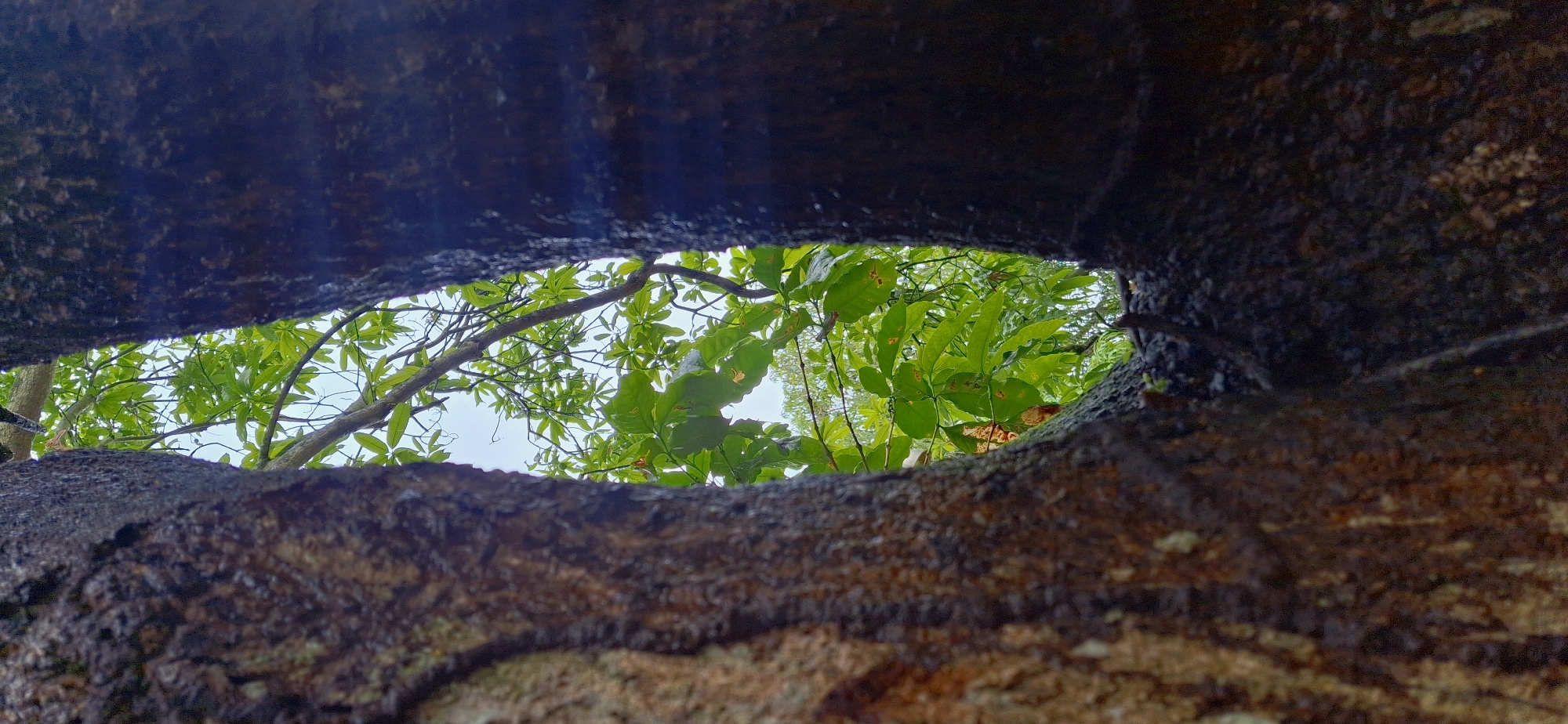 The image presents a narrow, vertically oriented view framed by two prominent, out-of-focus tree trunks in the immediate foreground. The left trunk exhibits a rough, mottled brown and dark gray bark texture, while the right trunk is darker, appearing almost black and wet with a highly textured surface.
Between these two trunks, a natural outdoor scene is visible. The central focus is a dense arrangement of vibrant green leaves on various branches, indicative of lush foliage. The leaves are broad-leafed and show varied shades of green, with some displaying hints of yellow or lighter tones. Behind and interspersed with the foliage, a light blue-to-white sky is discernible, suggesting an overcast day or an indirect light source. Multiple dark branches, varying in thickness, crisscross through the green canopy. The overall impression is a natural, arboreal environment. No human subjects, animals, or man-made objects are identifiable within the frame. This scene is located in Vallecito, Venezuela.