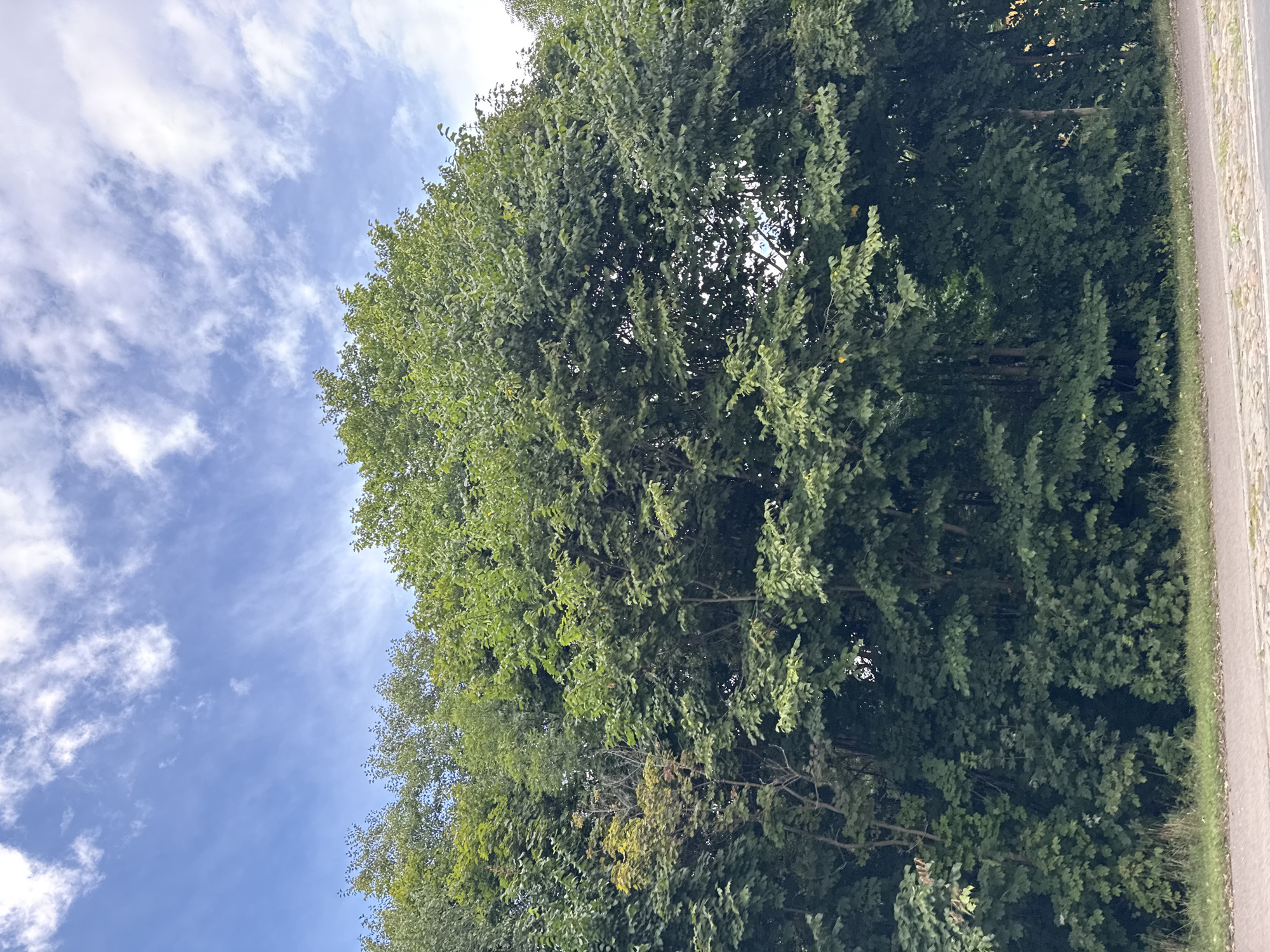 The image depicts a dense line of deciduous trees with lush green foliage, obscuring much of the background. The trees are positioned along what appears to be a roadside, with a paved surface and a strip of grass visible in the foreground. Above the trees, a blue sky with scattered white clouds is visible. The scene is devoid of any people, animals, or specific structures. Based on the provided context, this scene is located in Tallinn, Estonia.