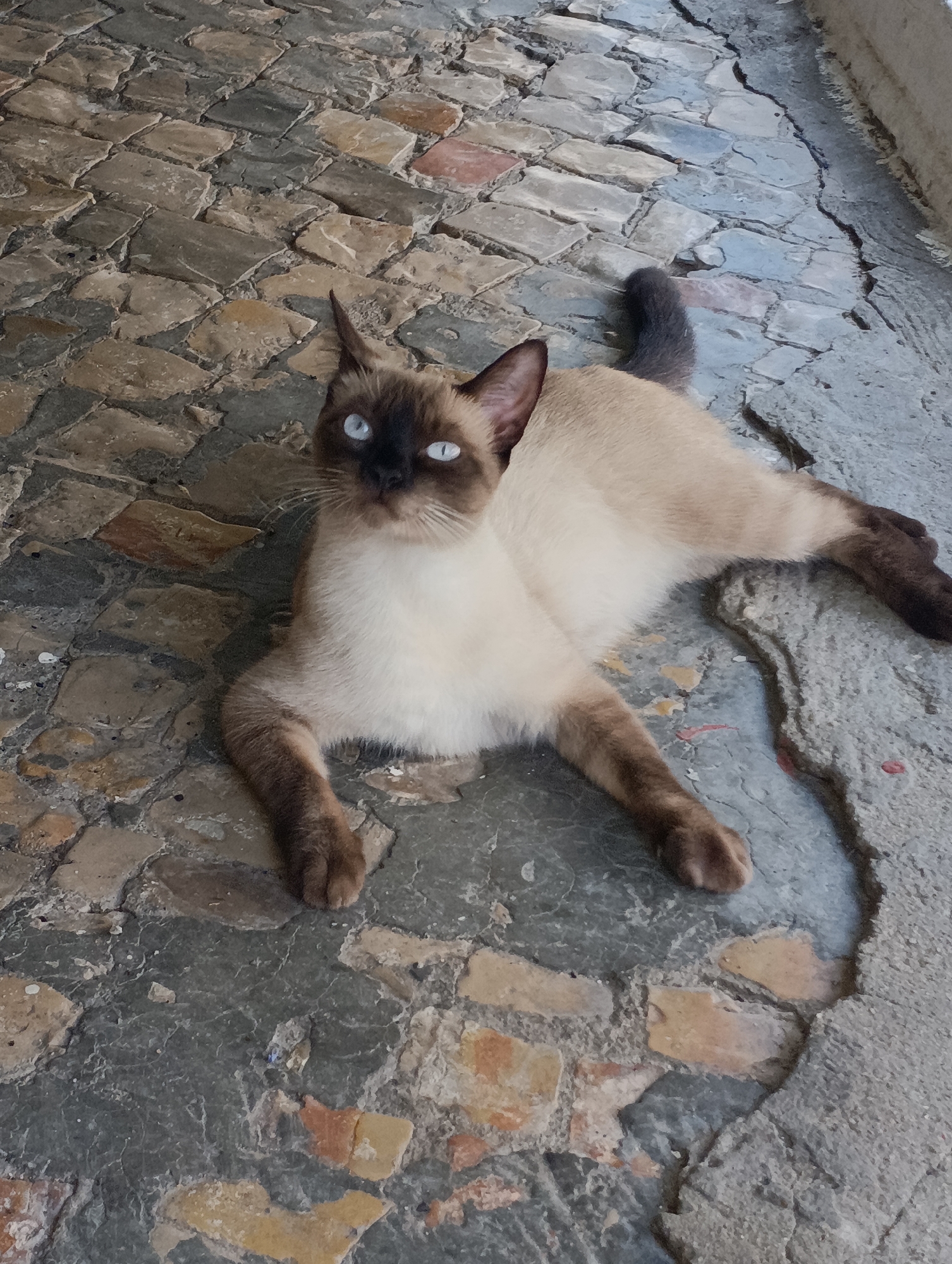 A Siamese cat with striking blue eyes lies on a cobblestone ground next to a cracked concrete surface. The cat is predominantly cream-colored with dark brown points on its ears, face, legs, and tail. Its body is relaxed, stretched out on the textured ground. The cobblestones are varied in color and shape, creating a mosaic-like pattern, while the concrete area shows signs of wear and tear with visible cracks and some reddish stains. The lighting suggests it is daytime, casting subtle shadows. The background is out of focus, emphasizing the cat and its immediate surroundings. The scene appears to be outdoors, possibly in an urban alley or courtyard.