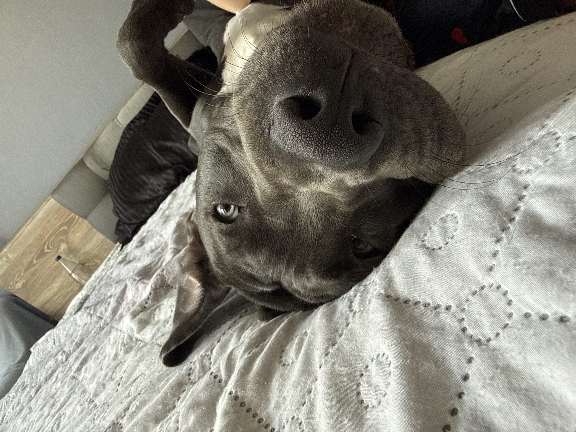The image shows a close-up, low-angle shot of a dark grey dog lying on its back on a light grey, patterned duvet. The dog's head is tilted and positioned towards the viewer, with its nose and muzzle prominent in the foreground. Its eyes, reflecting light, are visible on either side of its snout. One of the dog's ears is flopped back, while the other is less visible. Its front paw is raised and resting near its chest. The background is blurred but shows a wooden headboard and a dark striped pillow. The overall impression is of a relaxed or playful moment captured in a domestic setting, likely a bedroom. There is no information within the image to indicate a specific location in Varna, Bulgaria; the setting appears to be a typical bedroom.