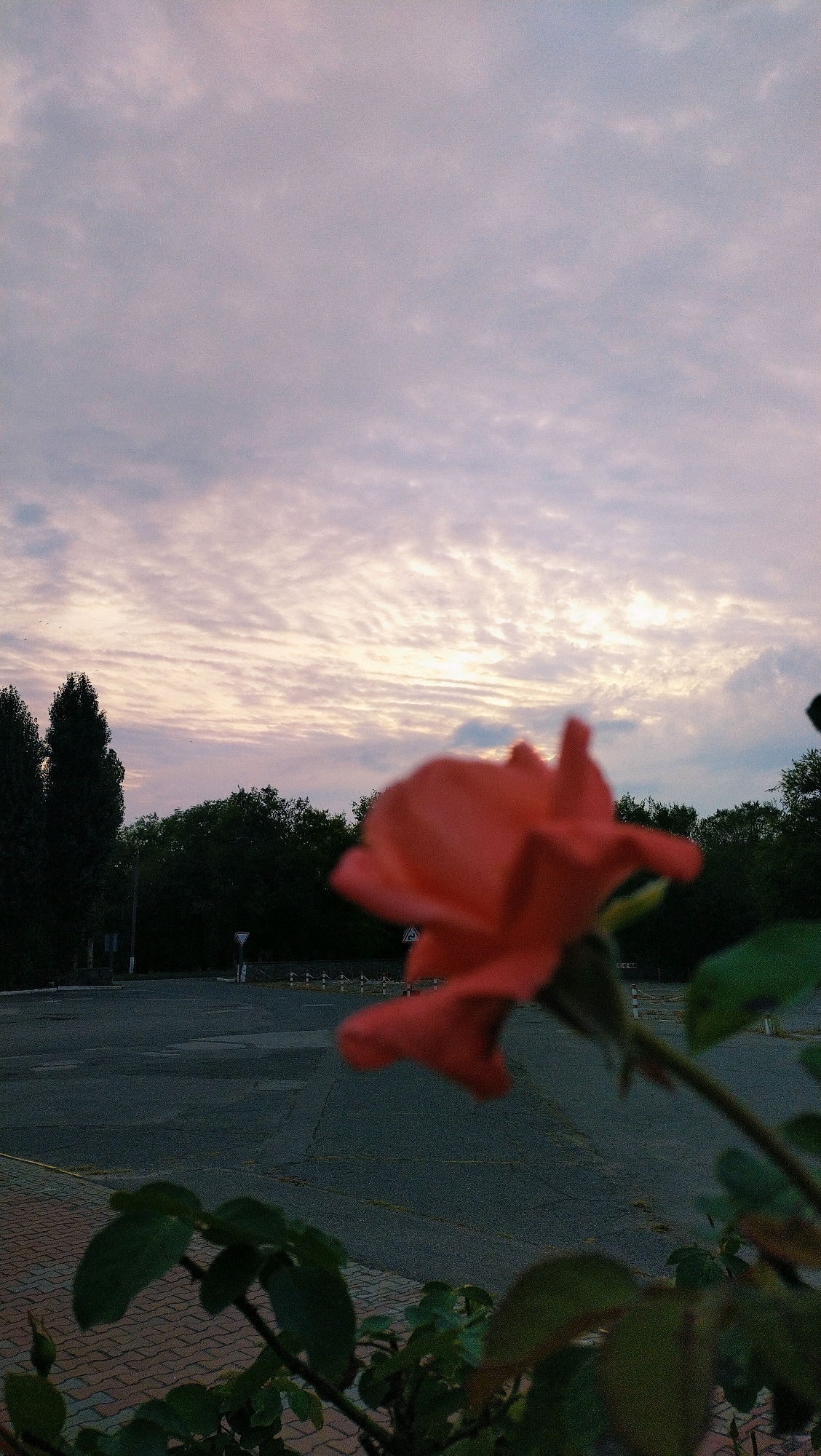 An out-of-focus, vibrant orange rose is in the foreground of the image, with its petals slightly curled. The rose is positioned to the right of the frame. In the middle ground, a dark asphalt surface, possibly a parking lot or road, is visible with some white markings and bollards. Trees form a dark line across the mid-background. The sky above is filled with wispy, patterned clouds, illuminated by a soft, diffused light, suggesting either dawn or dusk. The overall setting appears to be an outdoor urban or semi-urban environment, possibly in Horishni Plavni, Ukraine, given the context. No people are visible in the image.