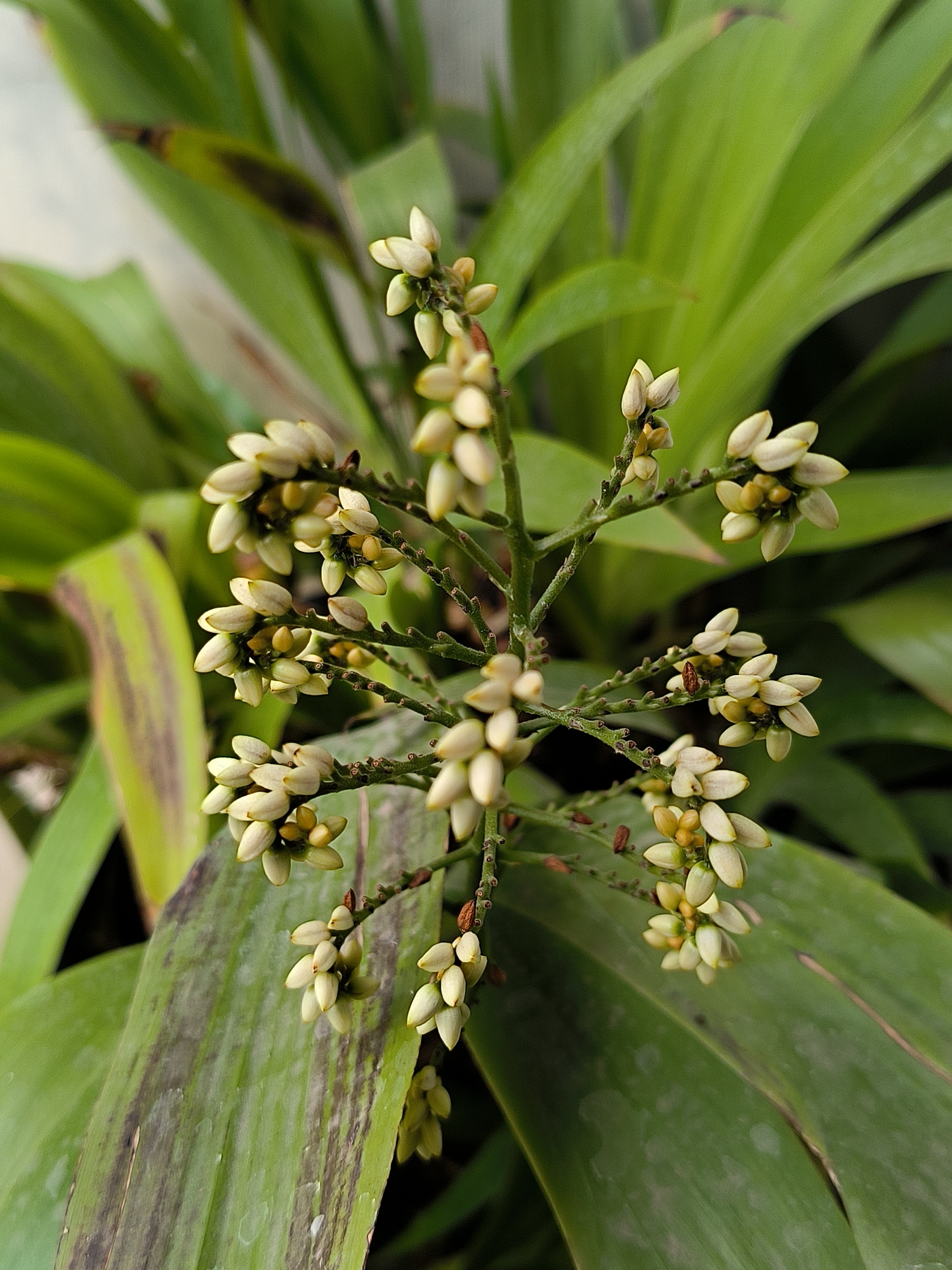 This is a close-up, top-down, medium shot of a plant with clusters of small, light-colored flower buds on a thin, green stem. The buds are tightly packed and have a pointed, ovate shape, with some showing hints of yellow at their tips. The plant has large, green leaves in the background, some of which show brown discoloration. The lighting suggests an outdoor environment, possibly a garden or natural setting. There is no indication of any specific location within Lhokseumawe, Indonesia, other than the general context of the plant's presence.