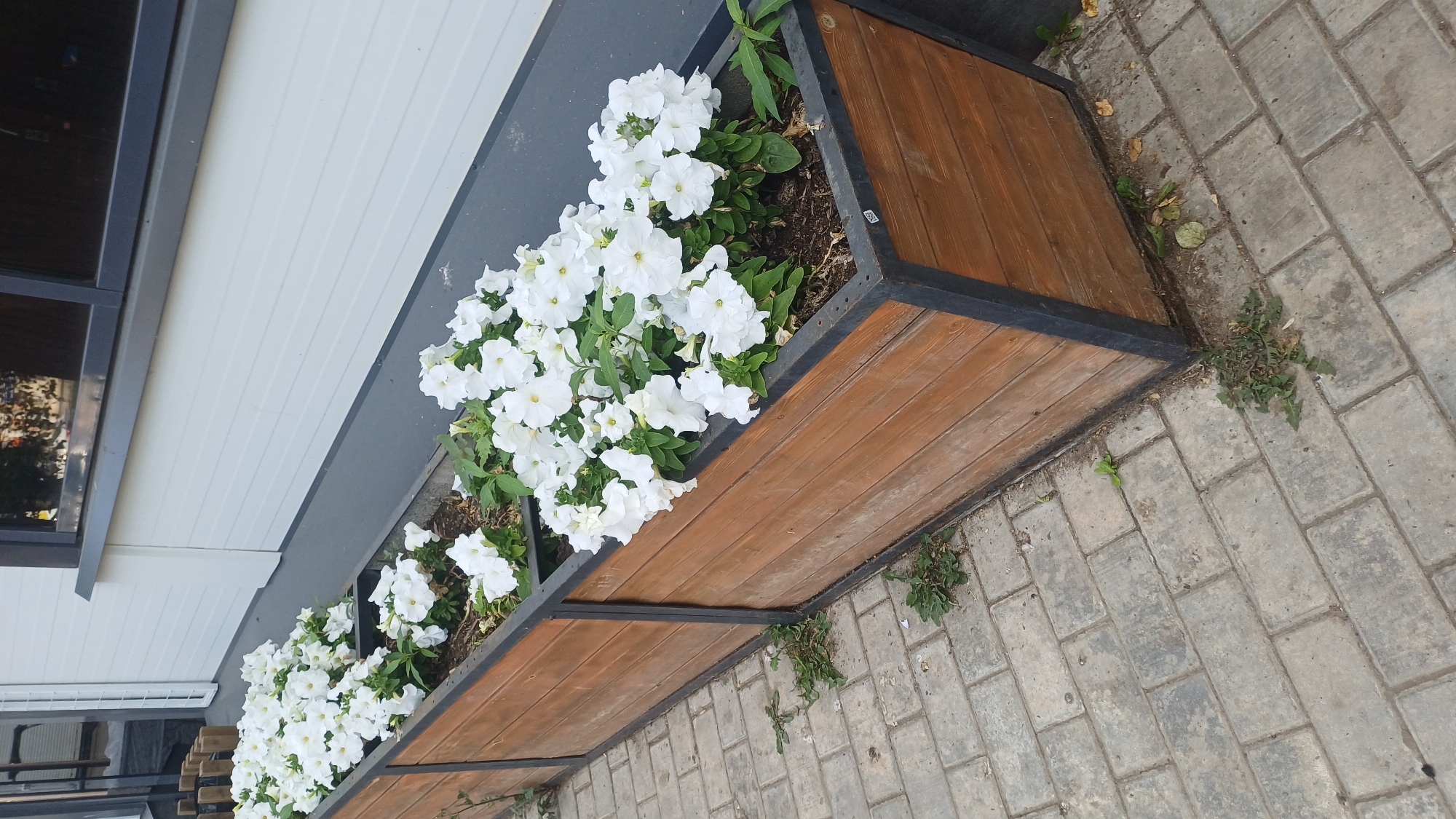 A long wooden planter box filled with white petunias is situated on a paved sidewalk outside a building. The planter box has a black metal frame and is positioned against a light-colored, modern-style building with a dark-tinted window. The sidewalk is made of grey rectangular pavers. Some weeds are growing in the gaps between the pavers and around the base of the planter box. The scene appears to be outdoors in a city setting, potentially Izhevsk, Russia, given the context.