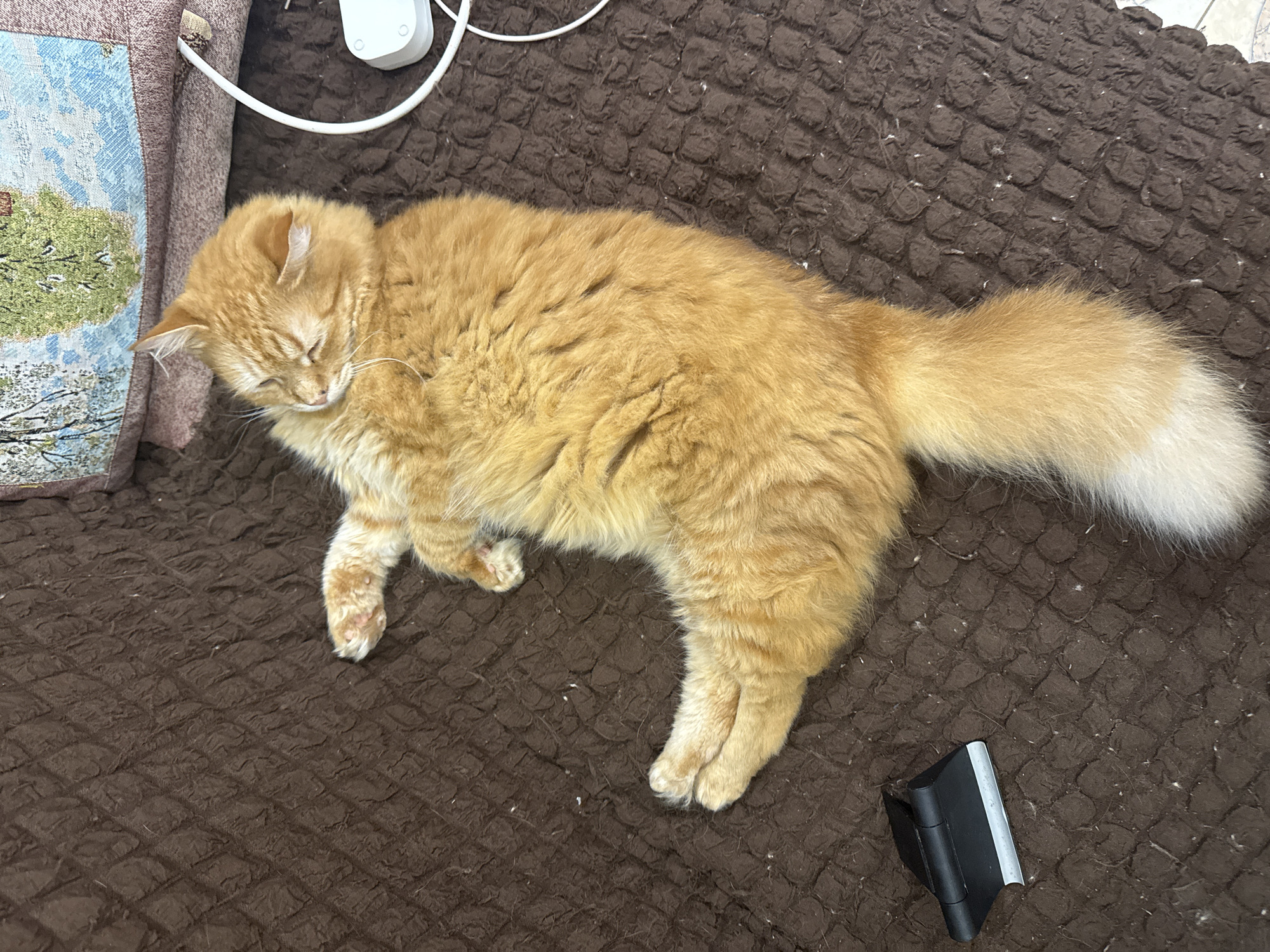 A fluffy, golden-orange cat with a white-tipped tail is sleeping on a brown, textured blanket. Next to the cat are a lint remover and a white charging block with a cord. A cushion is to the left of the cat. The location is not specified.
