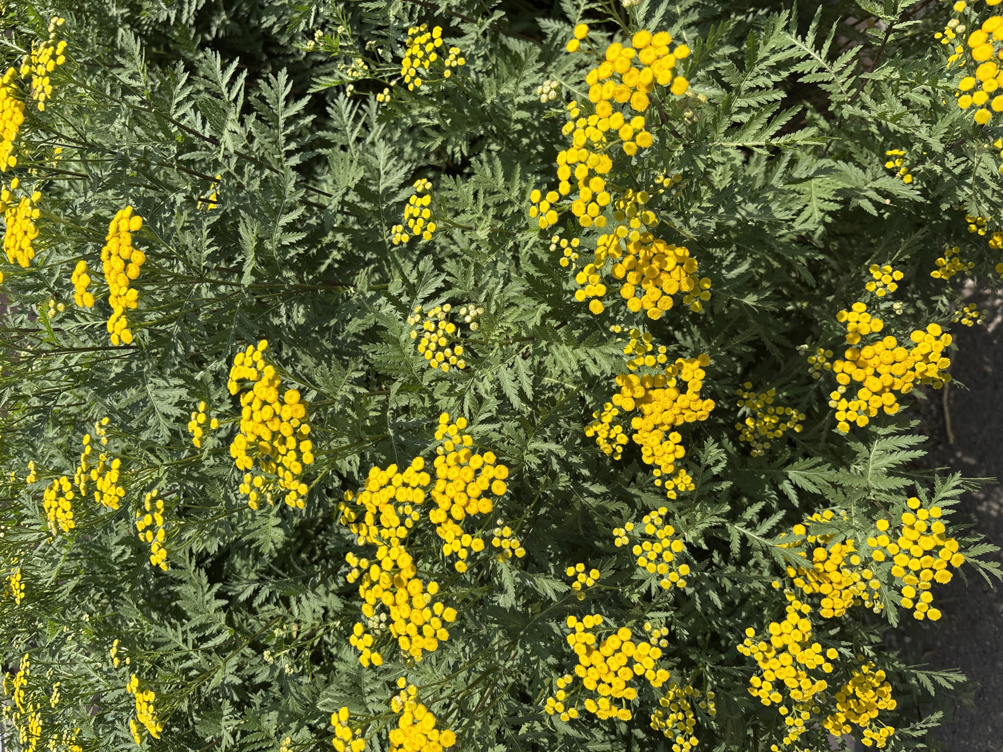 The image displays a dense cluster of bright yellow flowers, likely tansy, with their characteristic button-like blooms. The flowers are arranged in corymbs atop feathery, green foliage. The scene appears to be an outdoor setting, with a dark, textured surface, possibly asphalt or pavement, visible at the bottom of the frame, suggesting a pathway or road edge. The lighting indicates it is daytime, with sunlight illuminating the vibrant yellow of the blossoms. There are no people or animals visible in the image. The image is a close-up view of the plants, emphasizing their texture and color. The location is identified as Blagoveshchensk, Russia, but no specific landmarks or urban features are identifiable within the frame to confirm this detail.