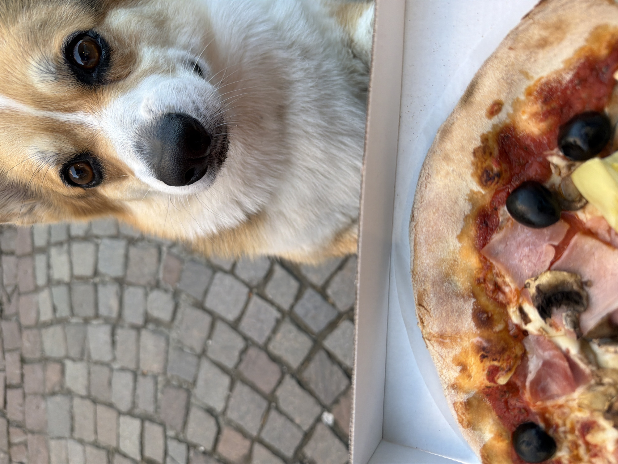 A close-up, eye-level outdoor shot features a Corgi dog looking intently at a pizza in a white cardboard box. The dog, positioned in the upper right quadrant of the frame, has distinctive brown eyes, a black nose, and a white muzzle and chest. The pizza, in the lower part of the frame, is topped with ham, mushrooms, black olives, and cheese. The background consists of a cobblestone street, suggesting an urban or village setting. The scene appears to be in Meisenheim, Germany.